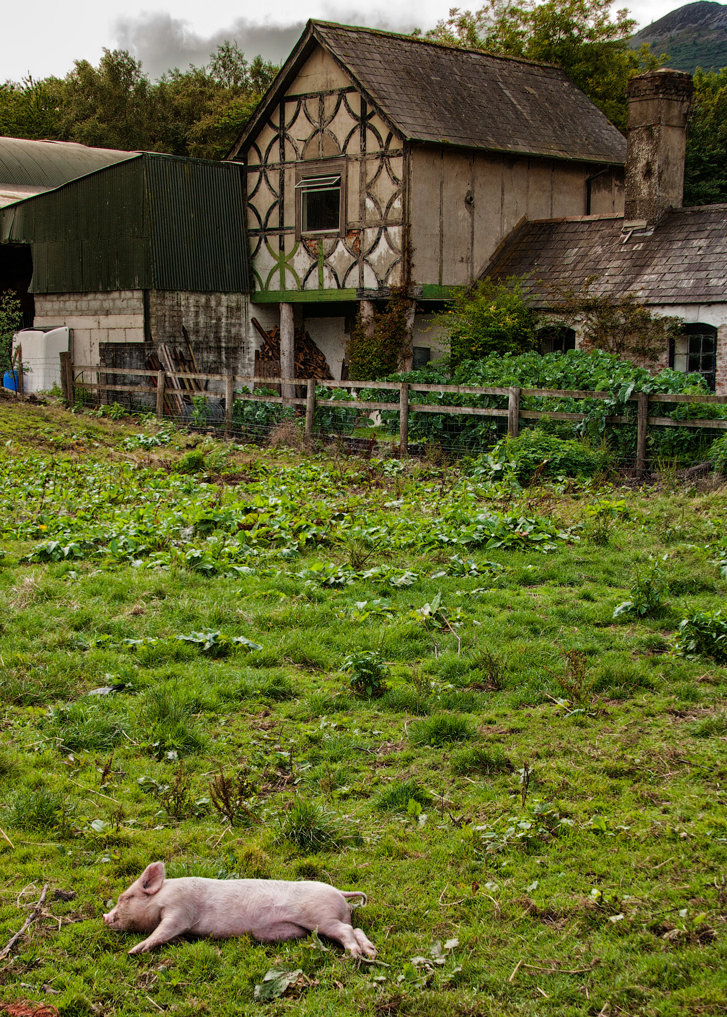 Sigma 18-200mm F3.5-6.3 DC OS HSM sample photo. This little piggy stayed home photography
