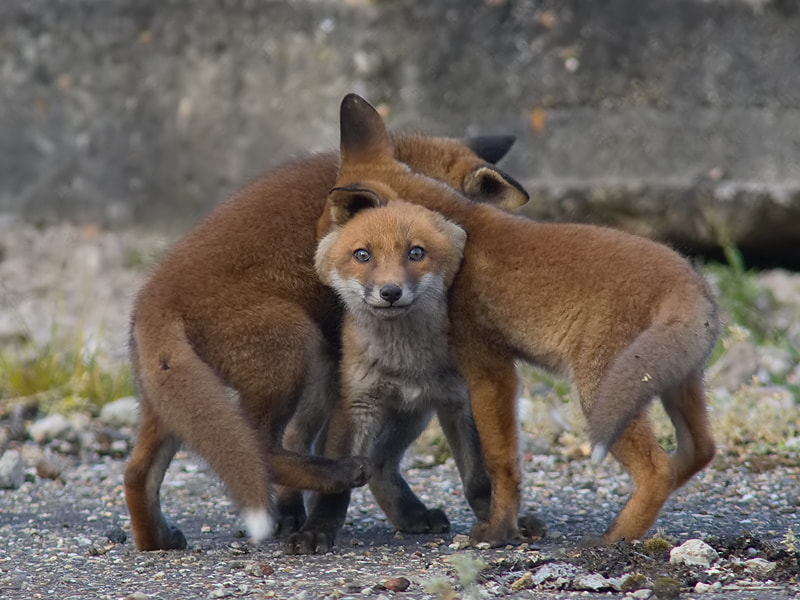 Canon EOS-1D Mark III sample photo. Red fox photography