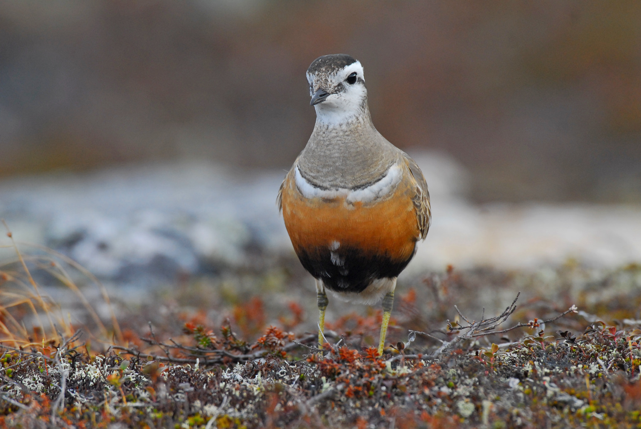 Nikon D200 sample photo. Eurasien dotterel photography