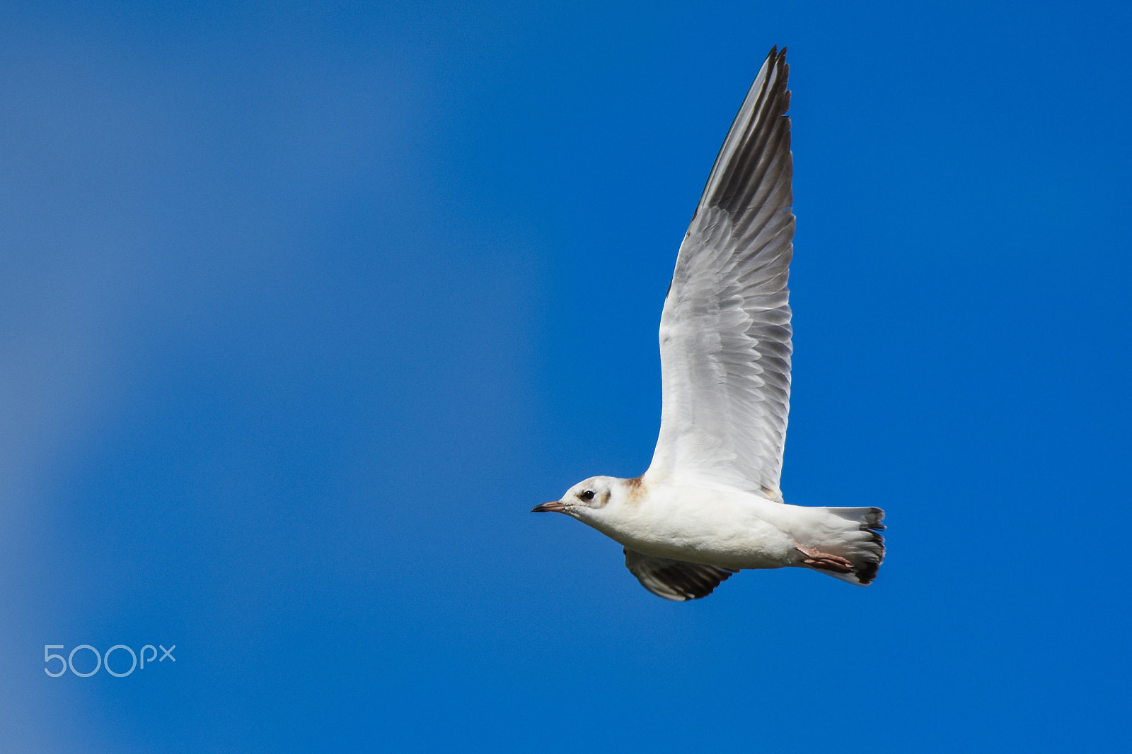 Tamron SP 150-600mm F5-6.3 Di VC USD sample photo. A herring gull with extended wings and blue background photography