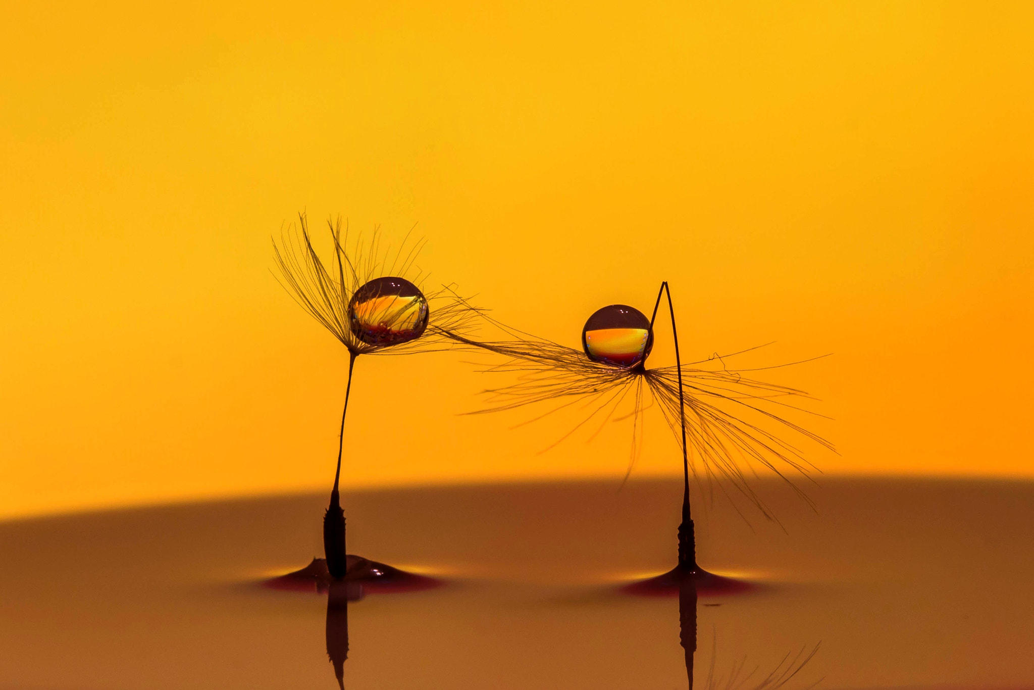 Canon EF 100mm F2.8 Macro USM sample photo. Dream dance photography