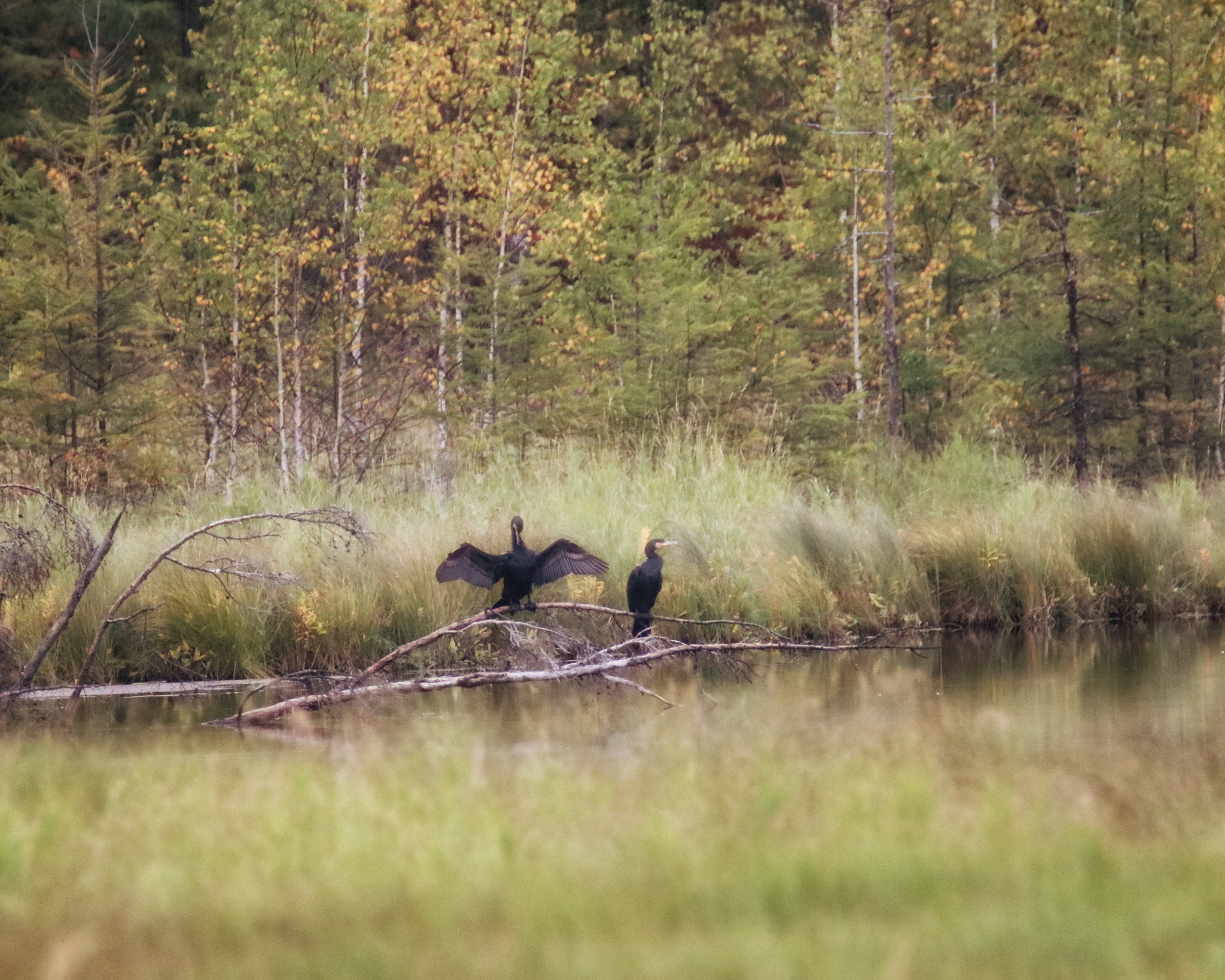 Canon EOS 750D (EOS Rebel T6i / EOS Kiss X8i) sample photo. Summer lake photography