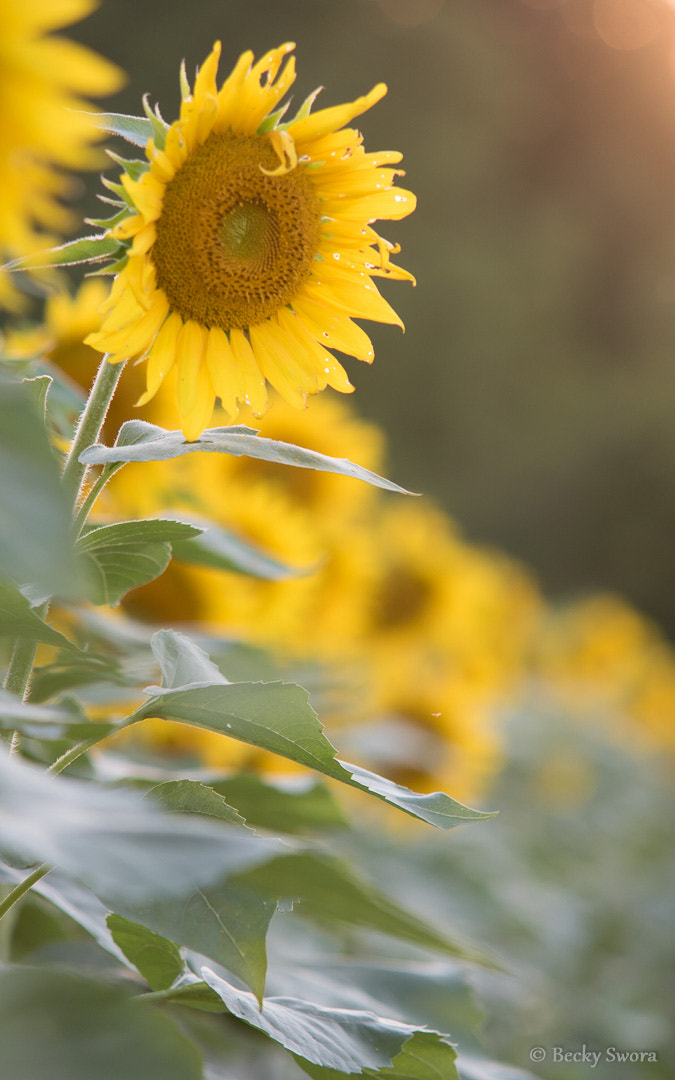 50-150mm F2.8 sample photo. Yellow springs sunflowers photography