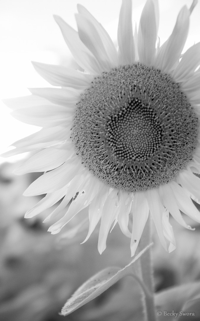 Sony Alpha DSLR-A700 sample photo. Sunflower in ir photography