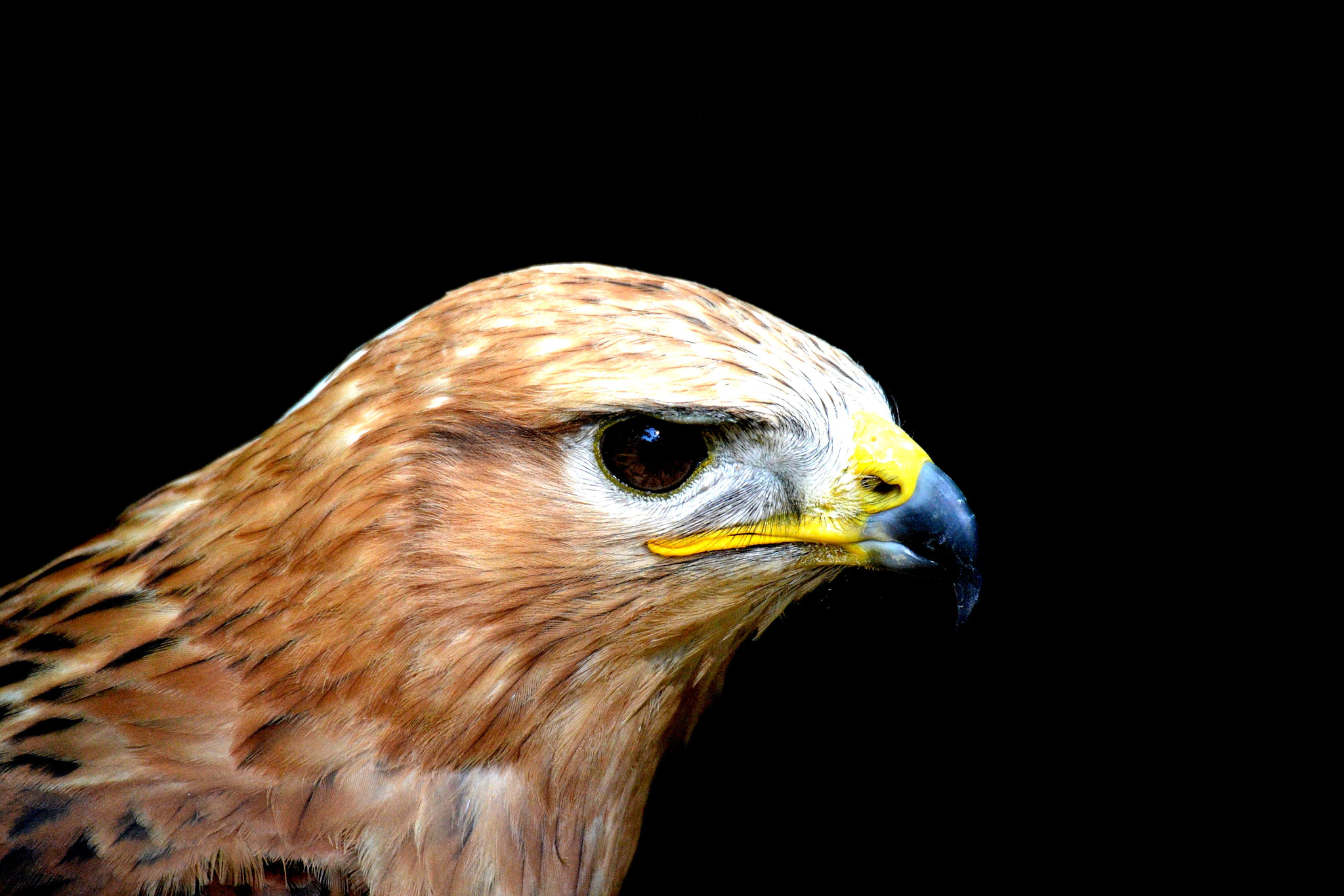 Sigma 50-500mm F4.5-6.3 DG OS HSM sample photo. Adlerbussard photography