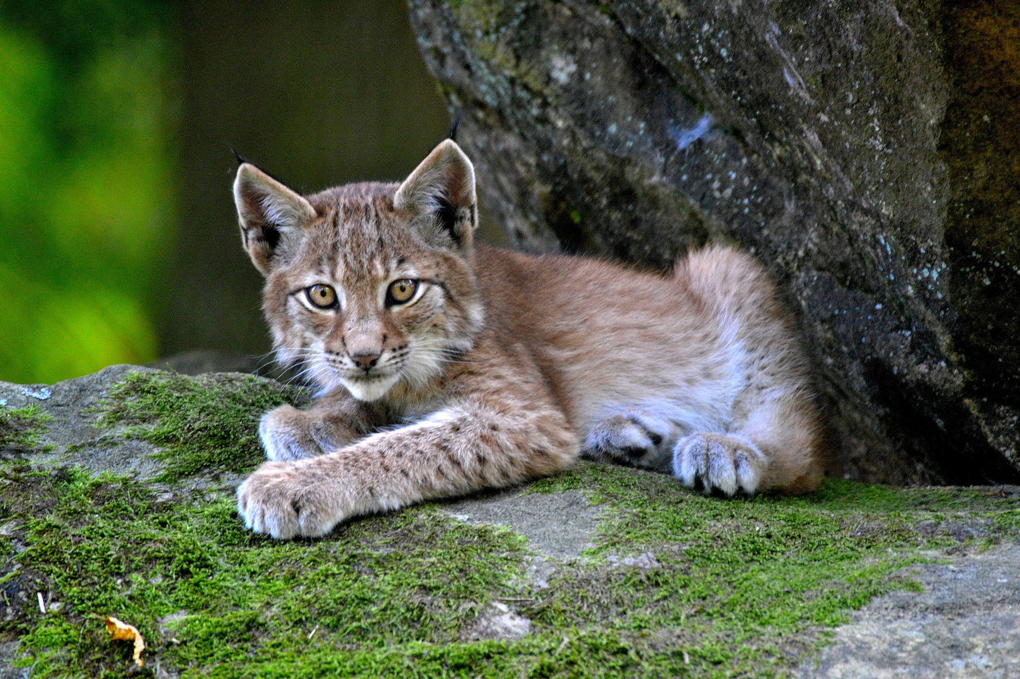 Nikon D3100 + Sigma 50-500mm F4.5-6.3 DG OS HSM sample photo. Luchs lynx lynx photography