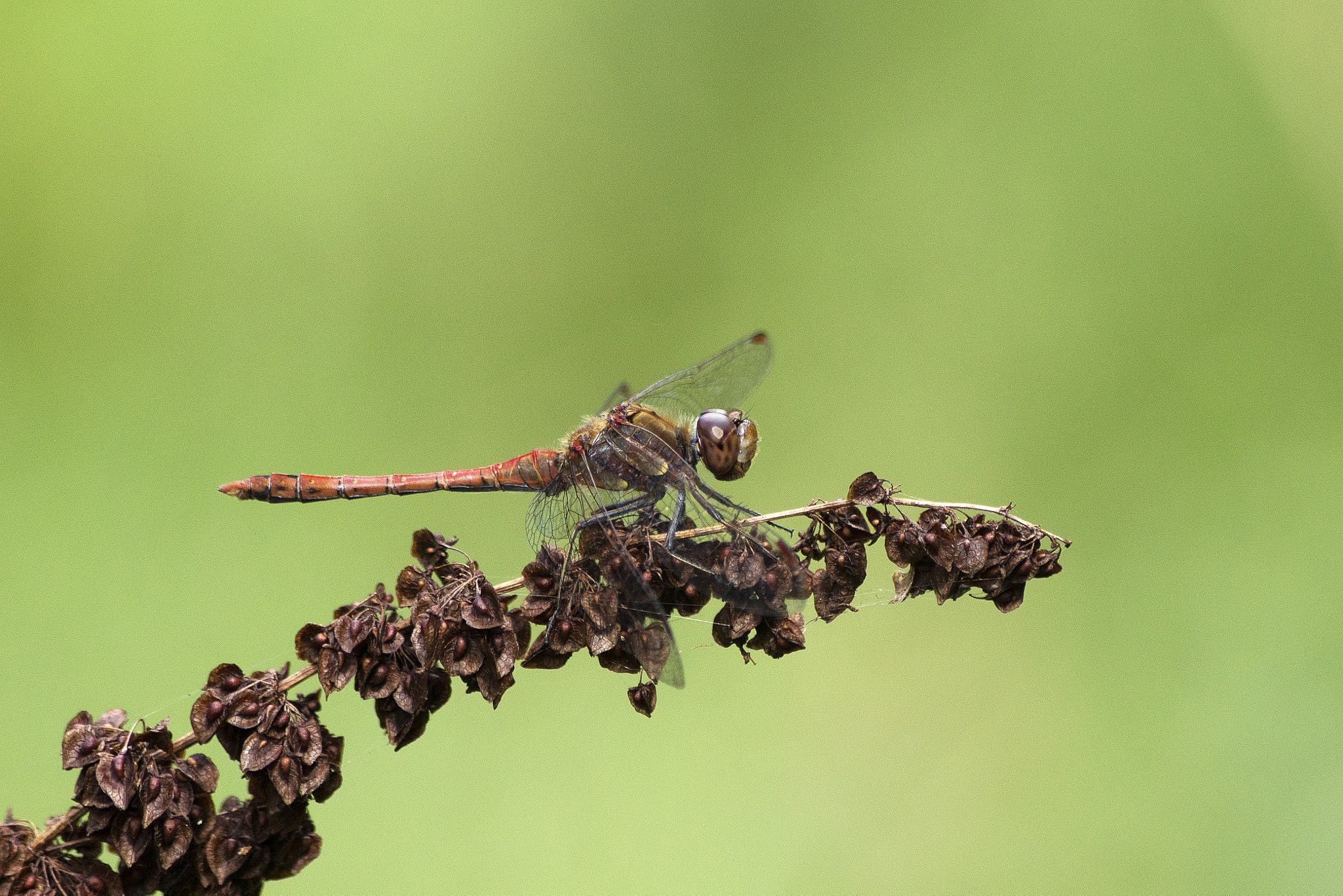 Sony SLT-A65 (SLT-A65V) + Sony DT 55-200mm F4-5.6 SAM sample photo. Just landed... photography