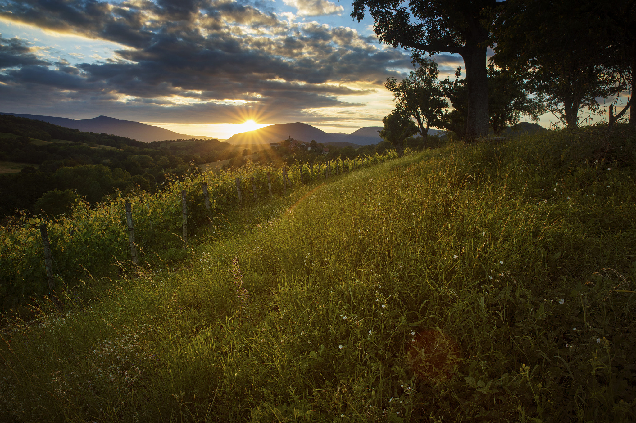 Nikon Df sample photo. Top of a vine field photography