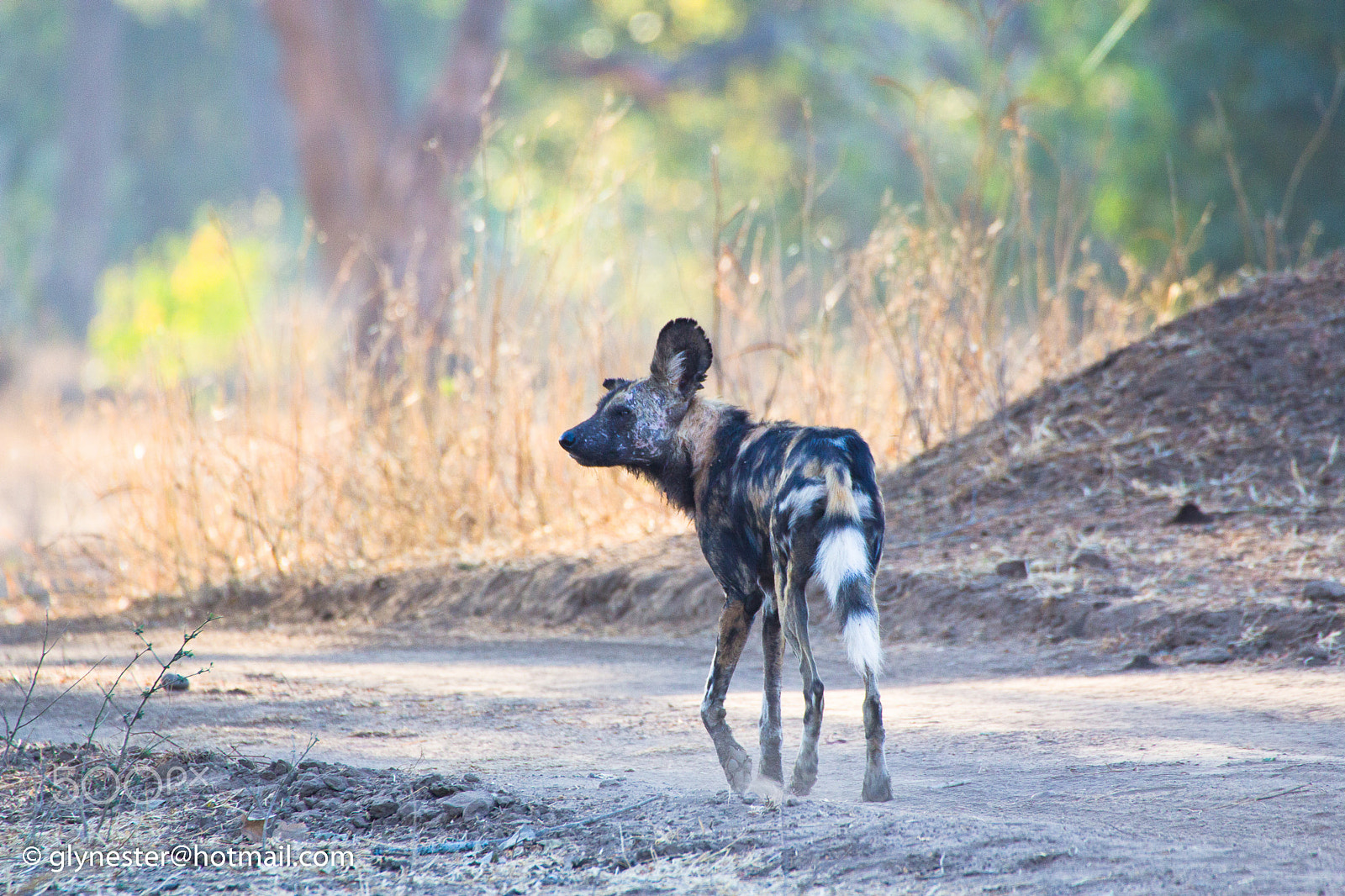 Canon EOS 60D + Sigma 50-500mm F4.5-6.3 DG OS HSM sample photo. Mana painted dog photography