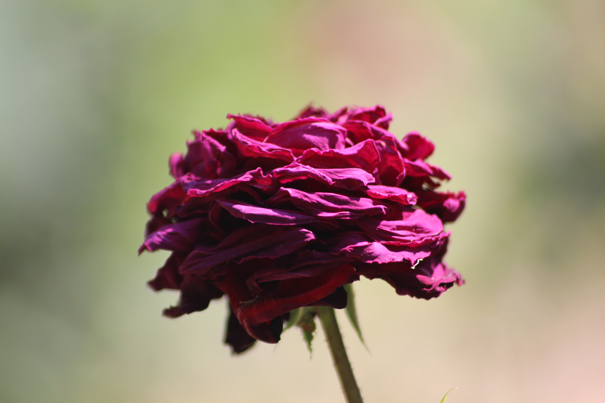 Sigma 70-300mm F4-5.6 APO DG Macro sample photo. Top of the rosebush photography