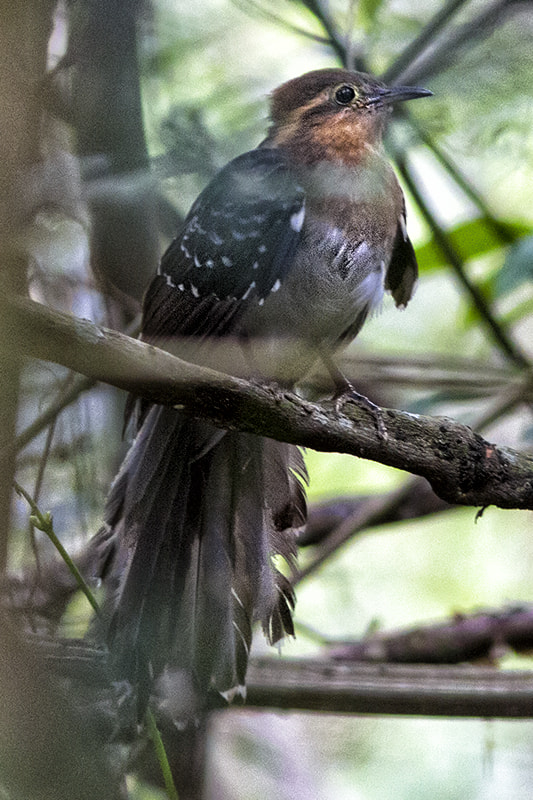 Canon EF 300mm F4L IS USM sample photo. Peixe-frito-pavonino photography