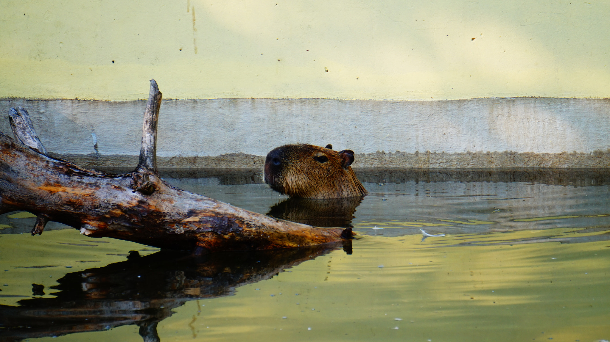 Sony E 55-210mm F4.5-6.3 OSS sample photo. Capybara photography