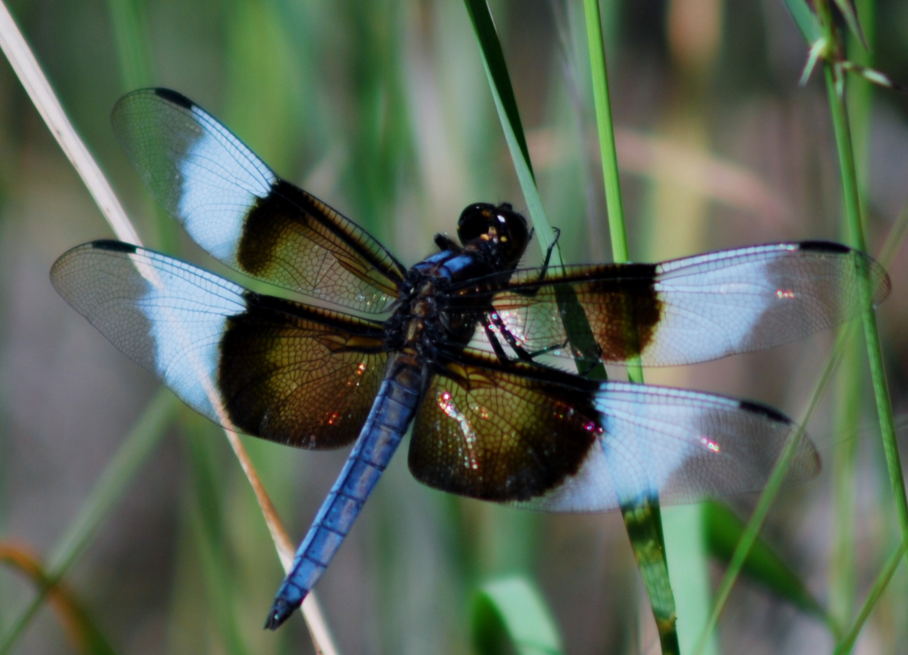 Nikon D80 + AF Zoom-Nikkor 75-300mm f/4.5-5.6 sample photo. Widow skimmer photography