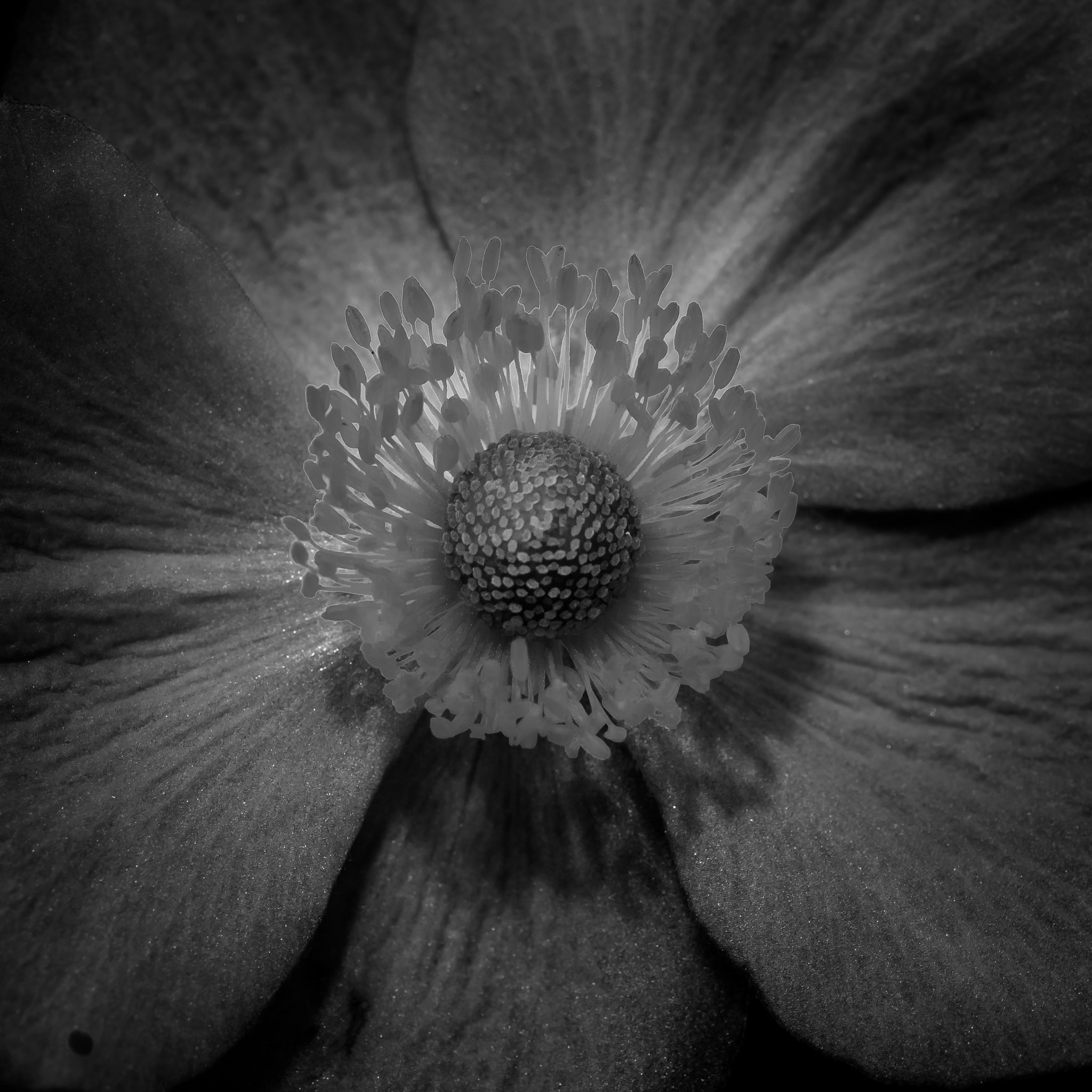 Canon EOS M3 + Canon EF 100mm F2.8L Macro IS USM sample photo. Anemone hupehensis photography
