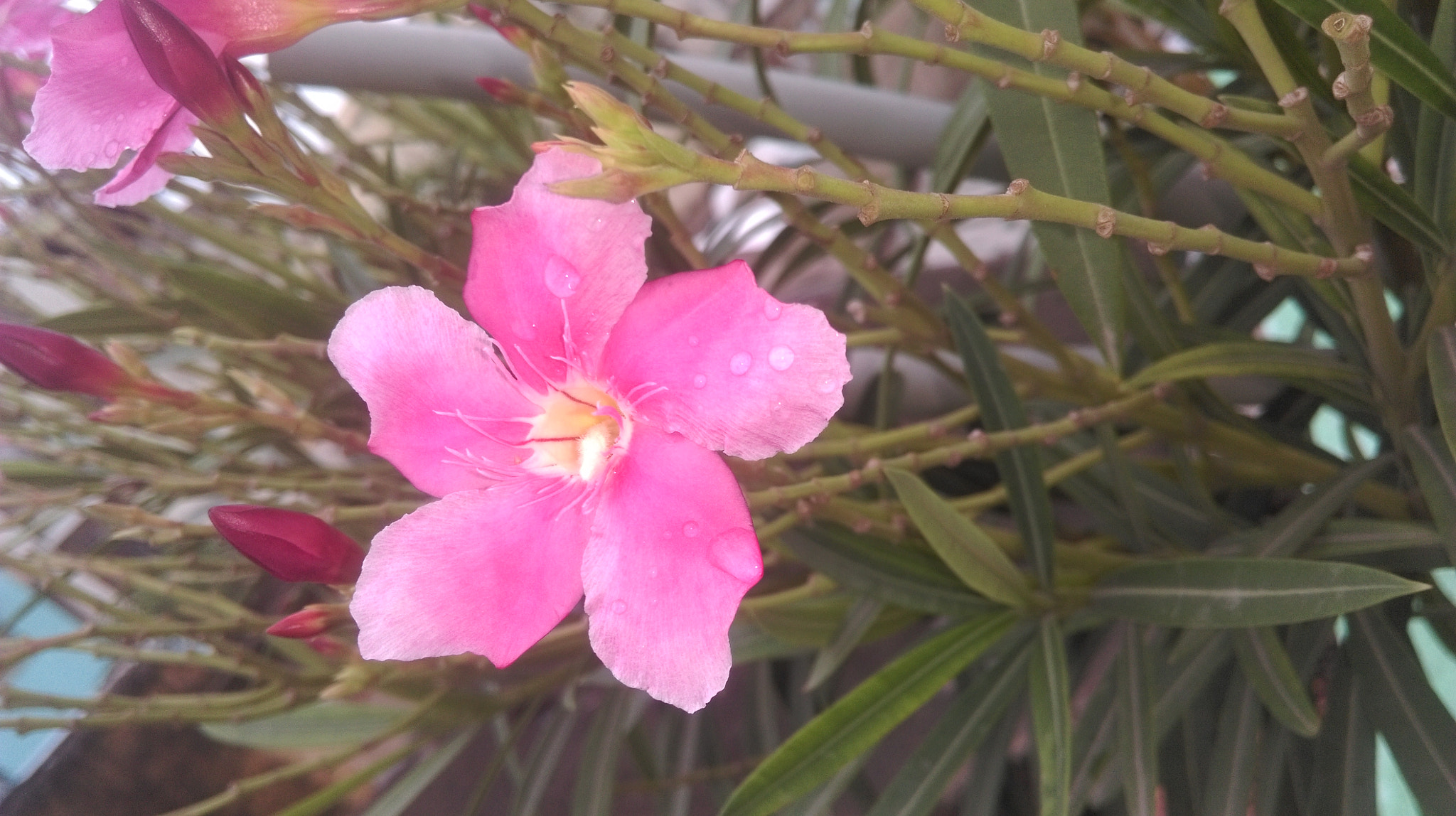 HTC DESIRE 820 DUAL SIM sample photo. Lovely pink flower photography