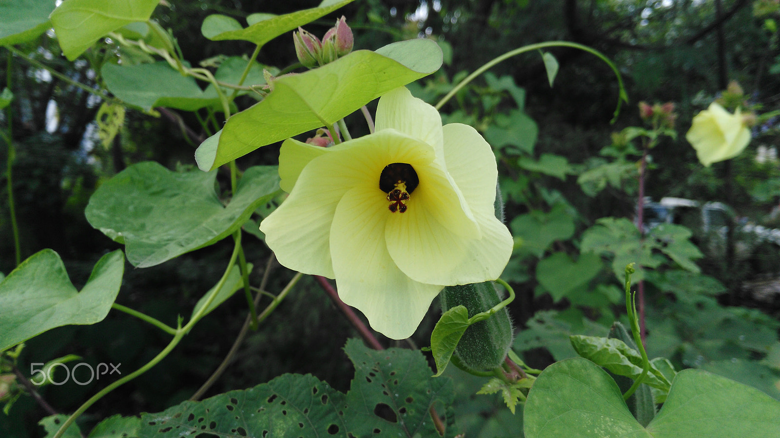 HUAWEI Che1-L04 sample photo. Yellow flower in the bushes photography