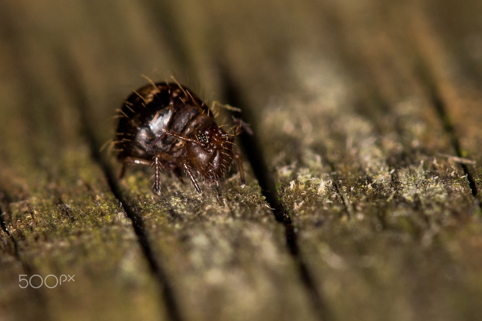 Sigma APO Macro 150mm f/2.8 EX DG HSM sample photo. The 2 millimeter monster photography