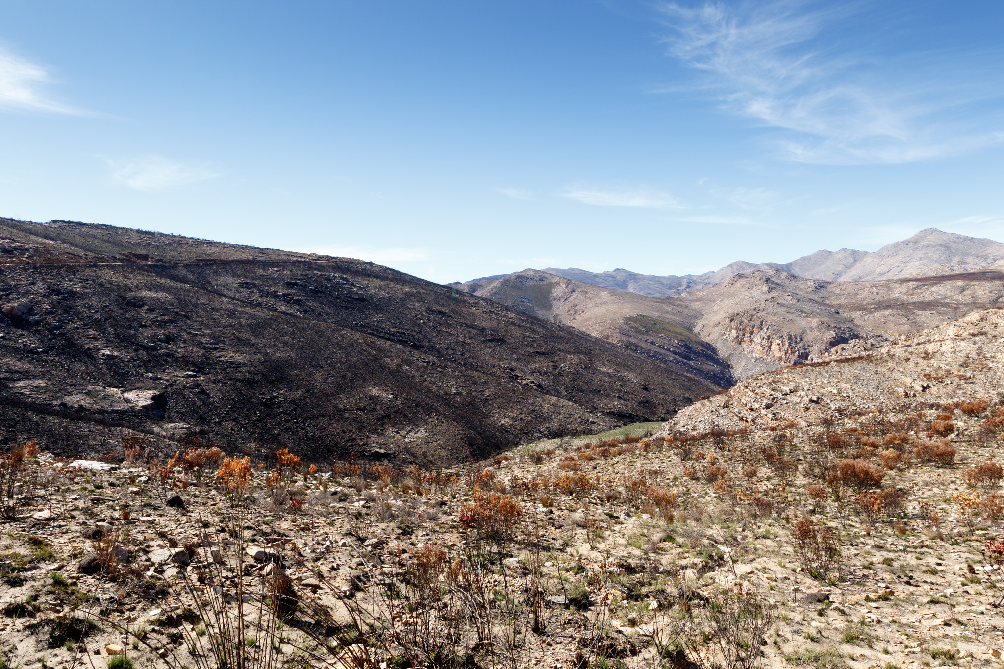 Canon EOS 7D Mark II + Canon EF 300mm f/2.8L sample photo. Life after fire - swartberg nature reserve photography
