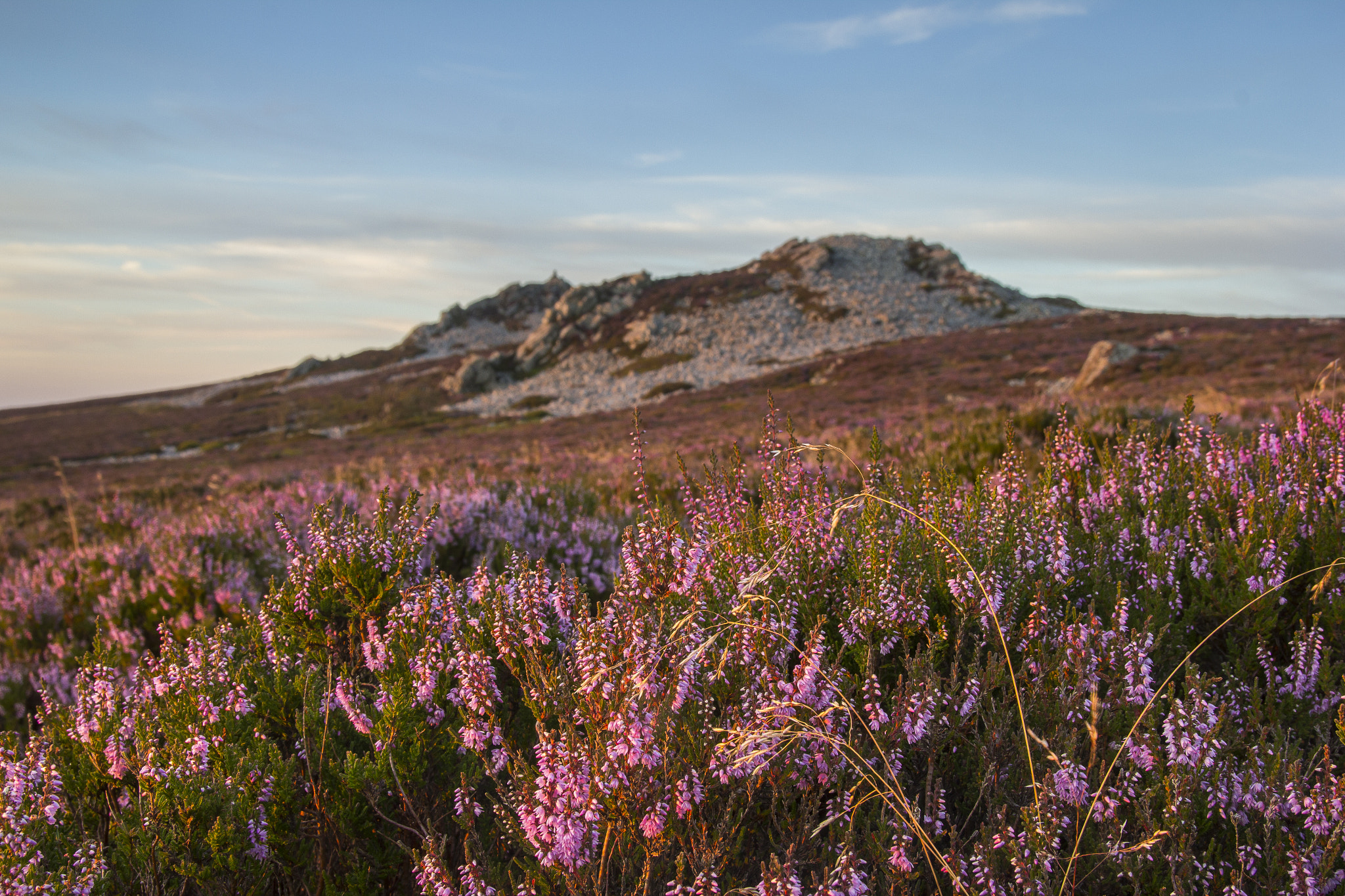 Canon EOS 60D + Sigma 18-50mm f/2.8 Macro sample photo. Stiperstones heather photography