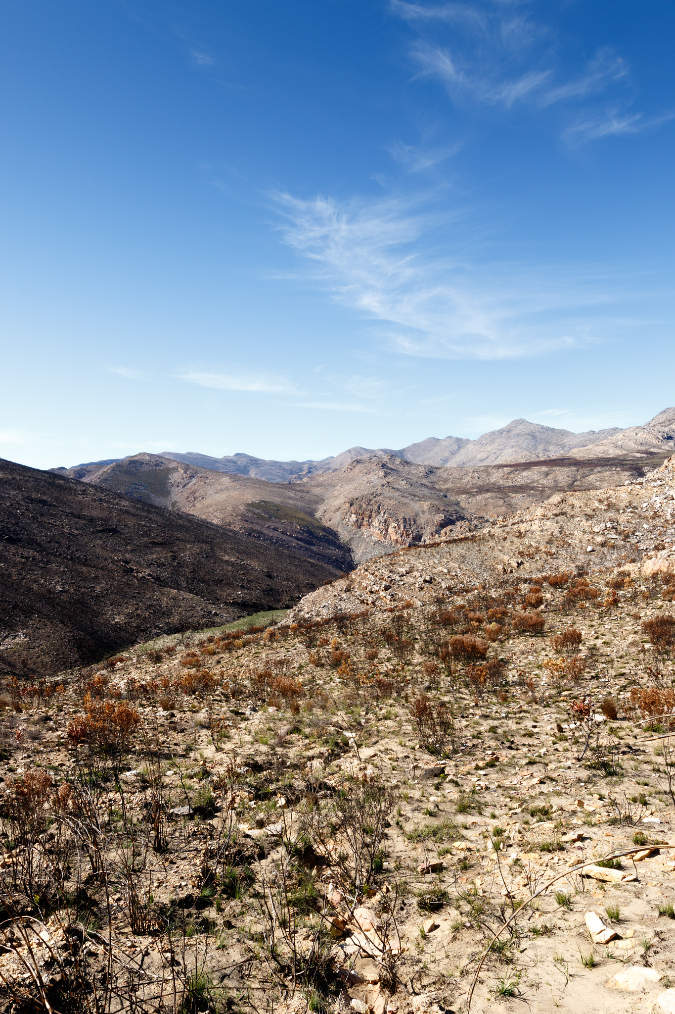 Canon EOS 7D Mark II + Canon EF 300mm f/2.8L sample photo. Empty but life - swartberg nature reserve photography
