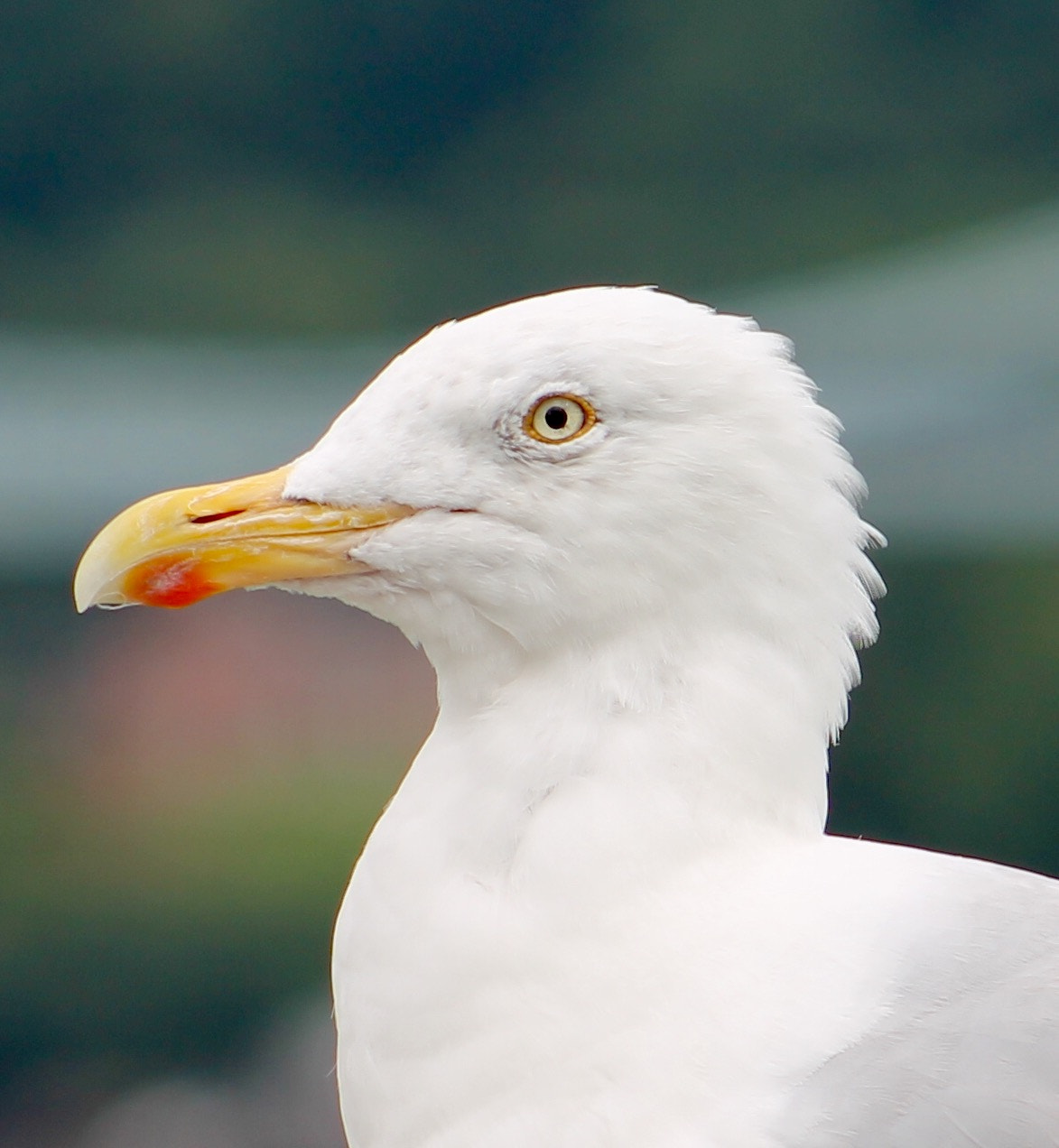 Canon EF75-300mm f/4-5.6 sample photo. Local resident from anglesey photography