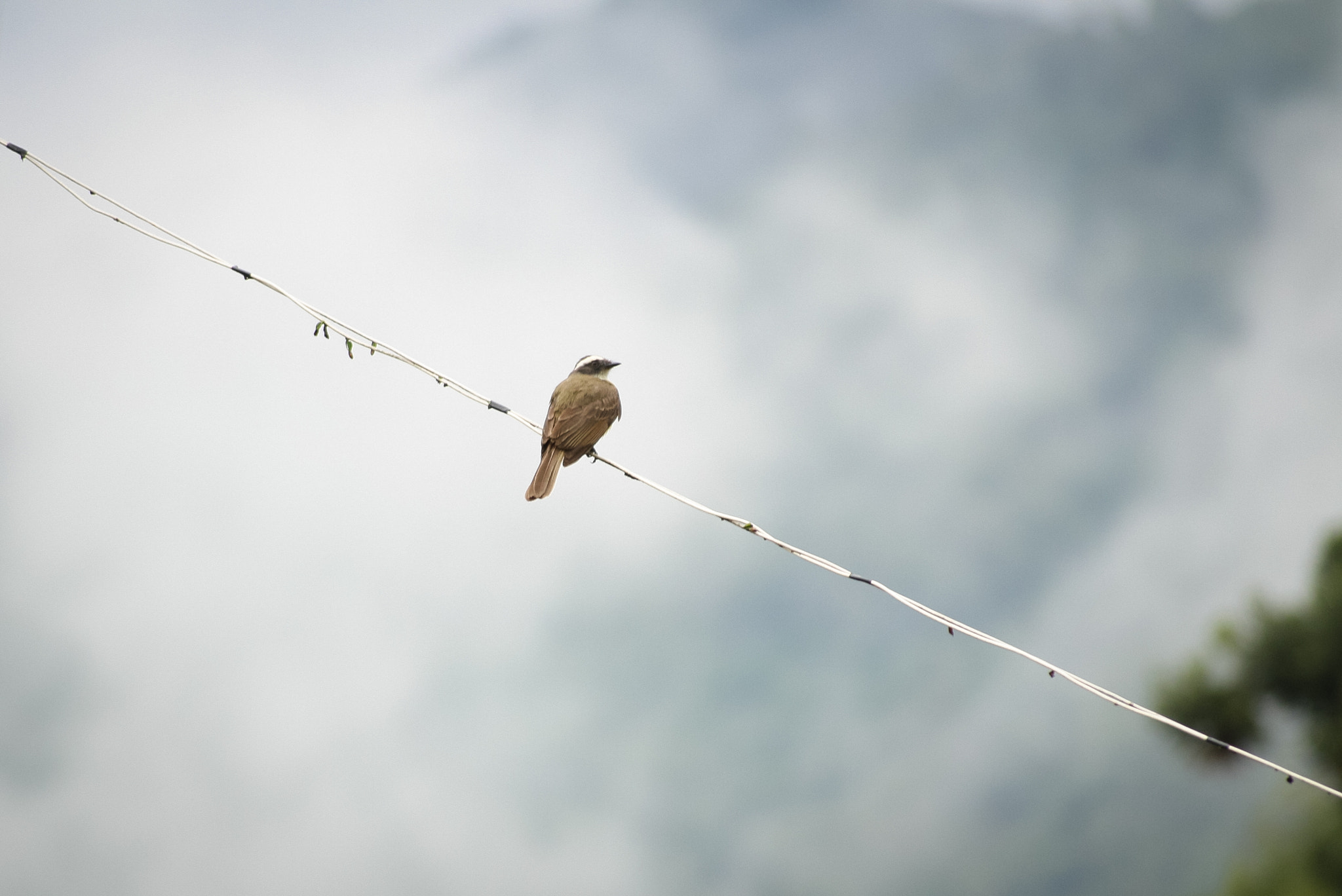 Sigma 55-200mm f/4-5.6 DC sample photo. The rain is coming photography