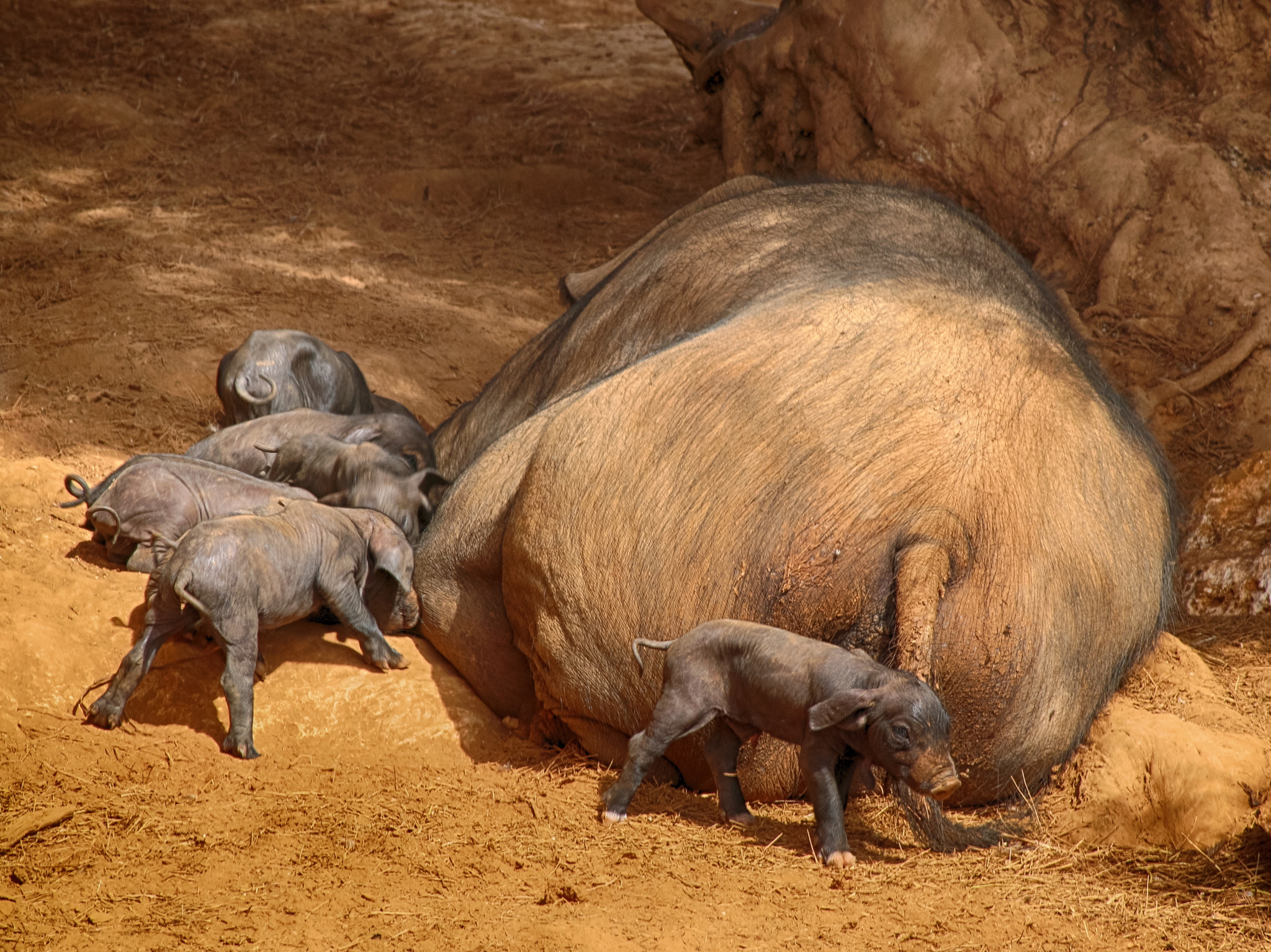 Canon EF 75-300mm f/4-5.6 USM sample photo. The piglets photography