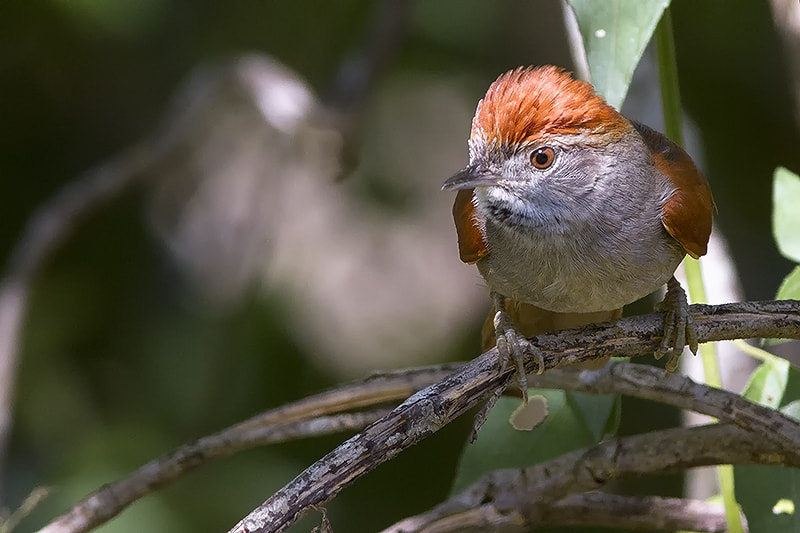 Canon EF 300mm F4L IS USM sample photo. Petrim photography