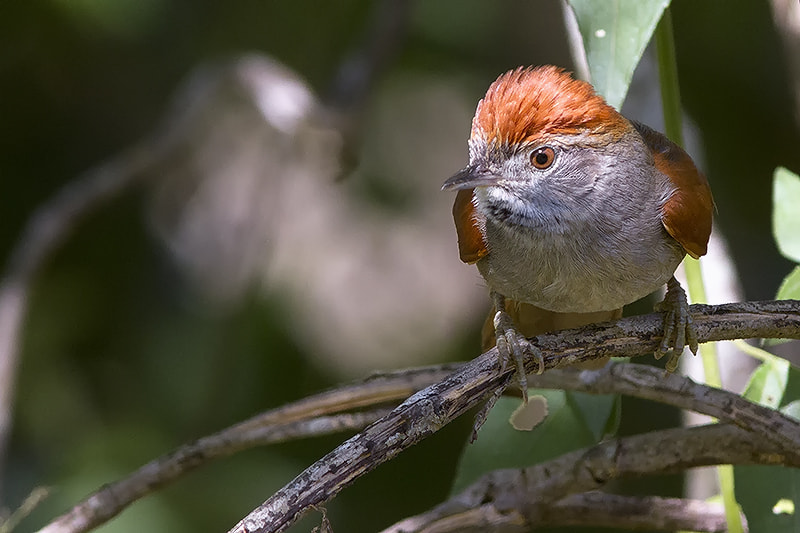 Canon EOS 7D + Canon EF 300mm F4L IS USM sample photo. Petrim photography