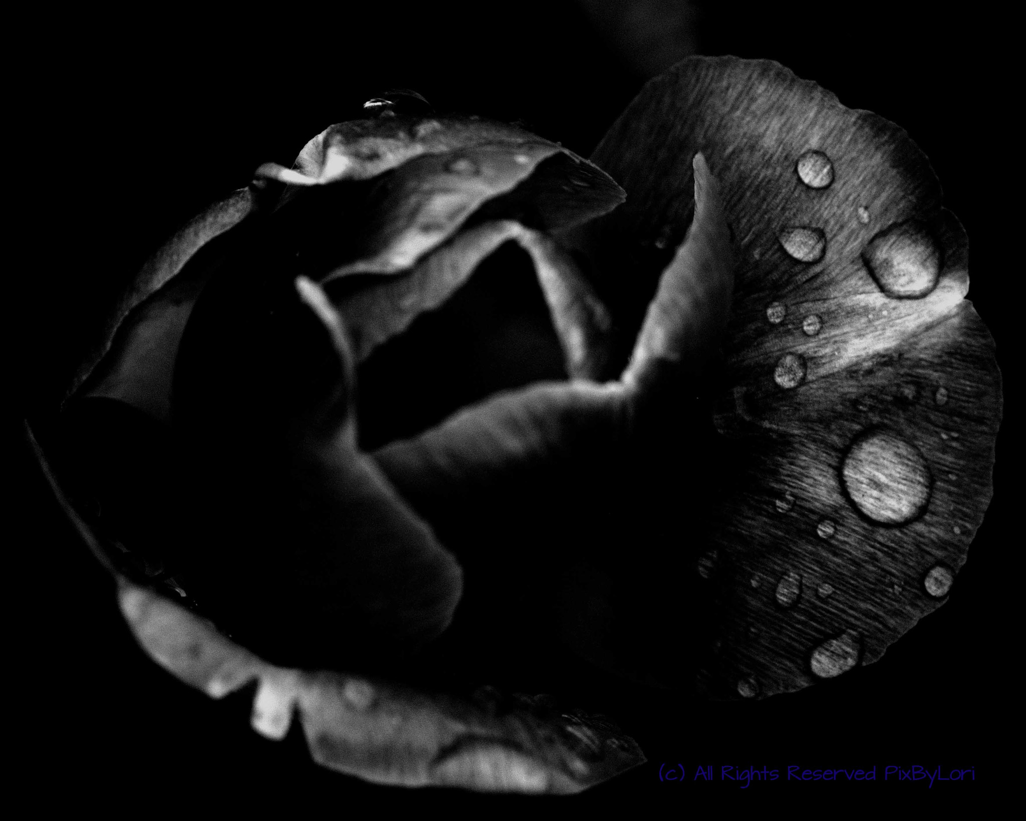 Nikon AF-S DX Micro Nikkor 40mm F2.8 sample photo. Into the darkness photography