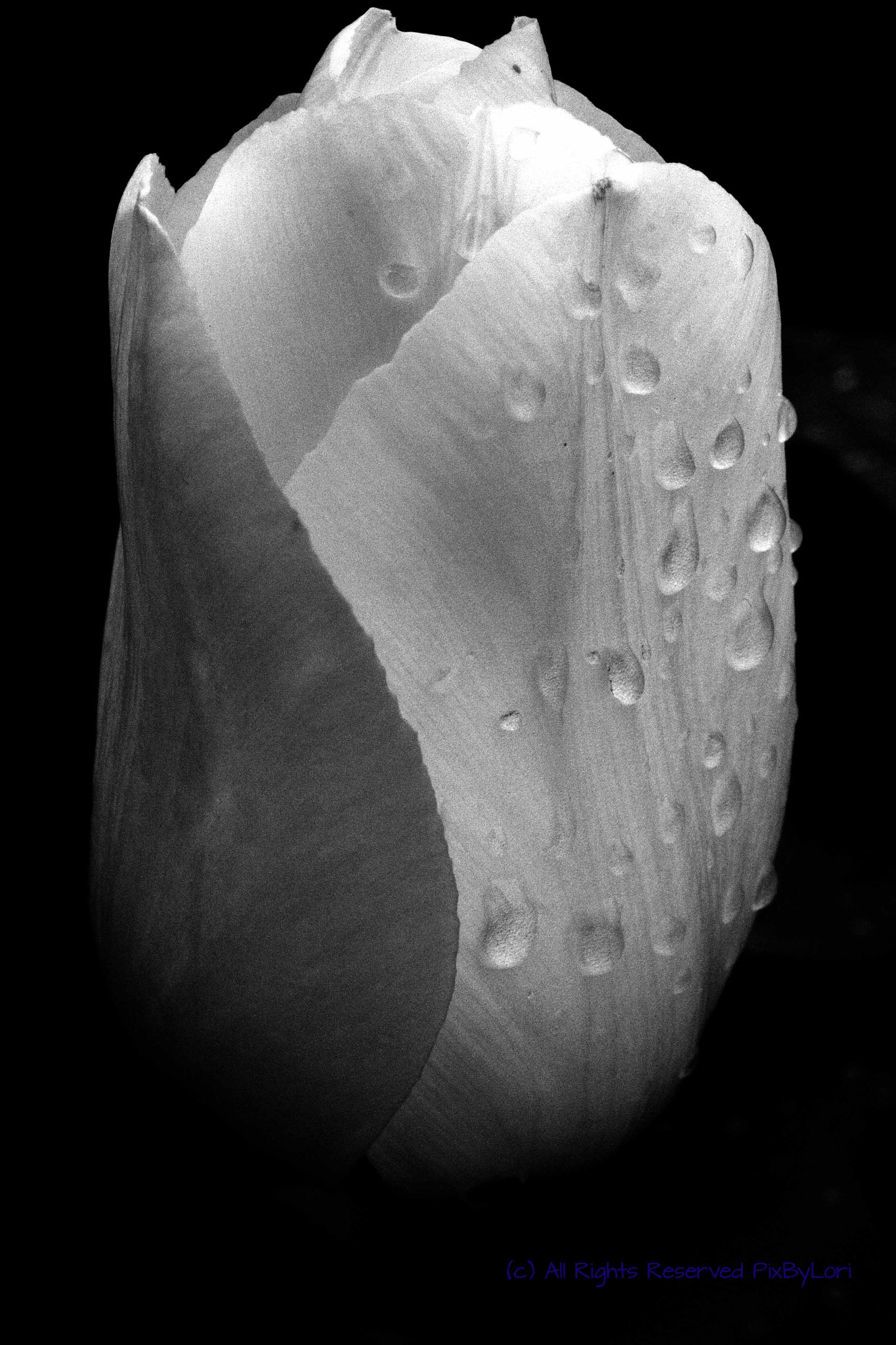 Nikon AF-S DX Micro Nikkor 40mm F2.8 sample photo. Sorrow from the inside out photography