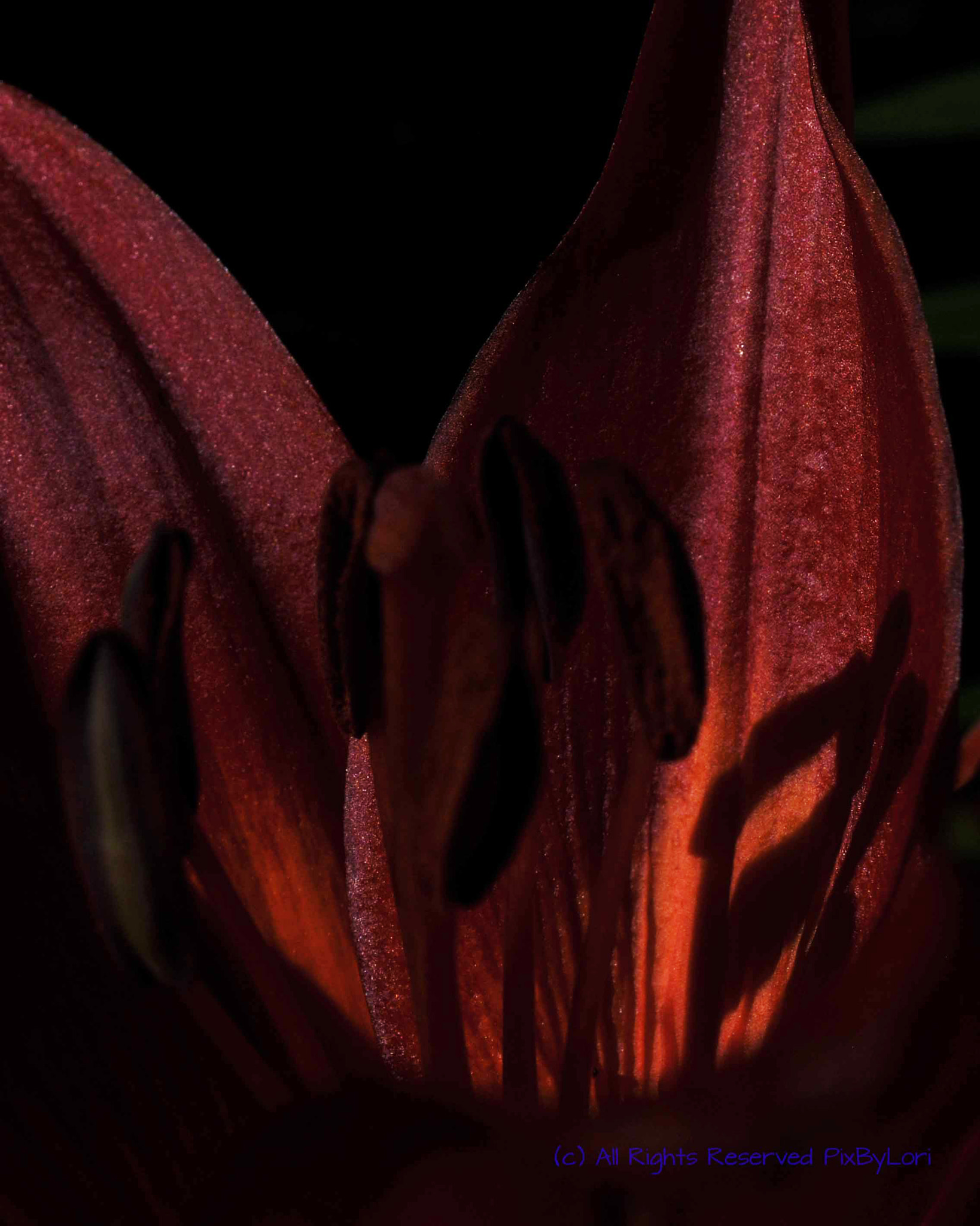 Nikon AF-S DX Micro Nikkor 40mm F2.8 sample photo. The eternal flame photography