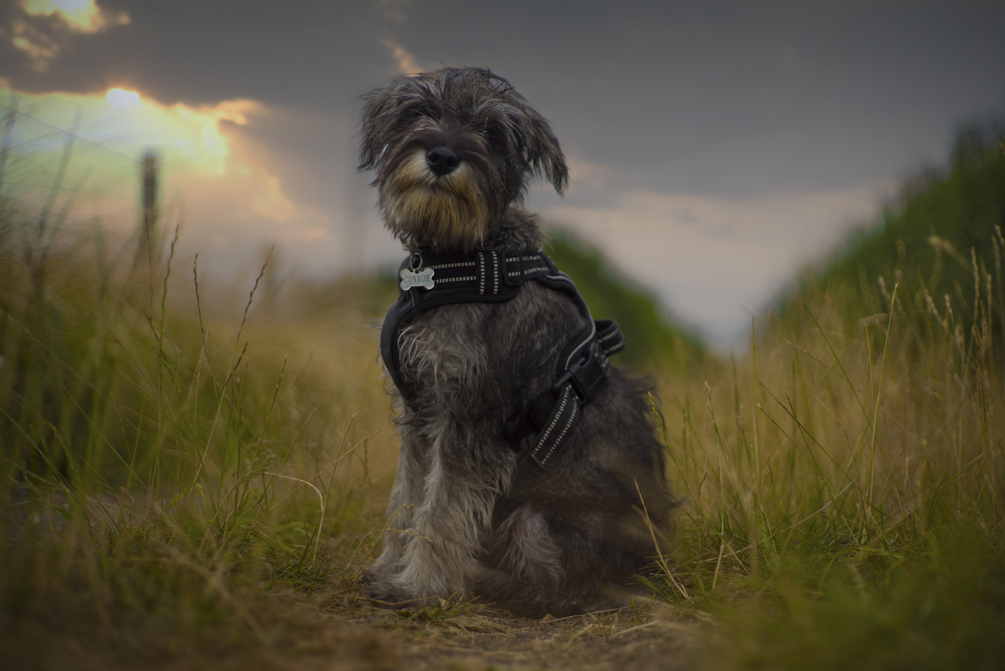 Sony a7S + Sony DT 50mm F1.8 SAM sample photo