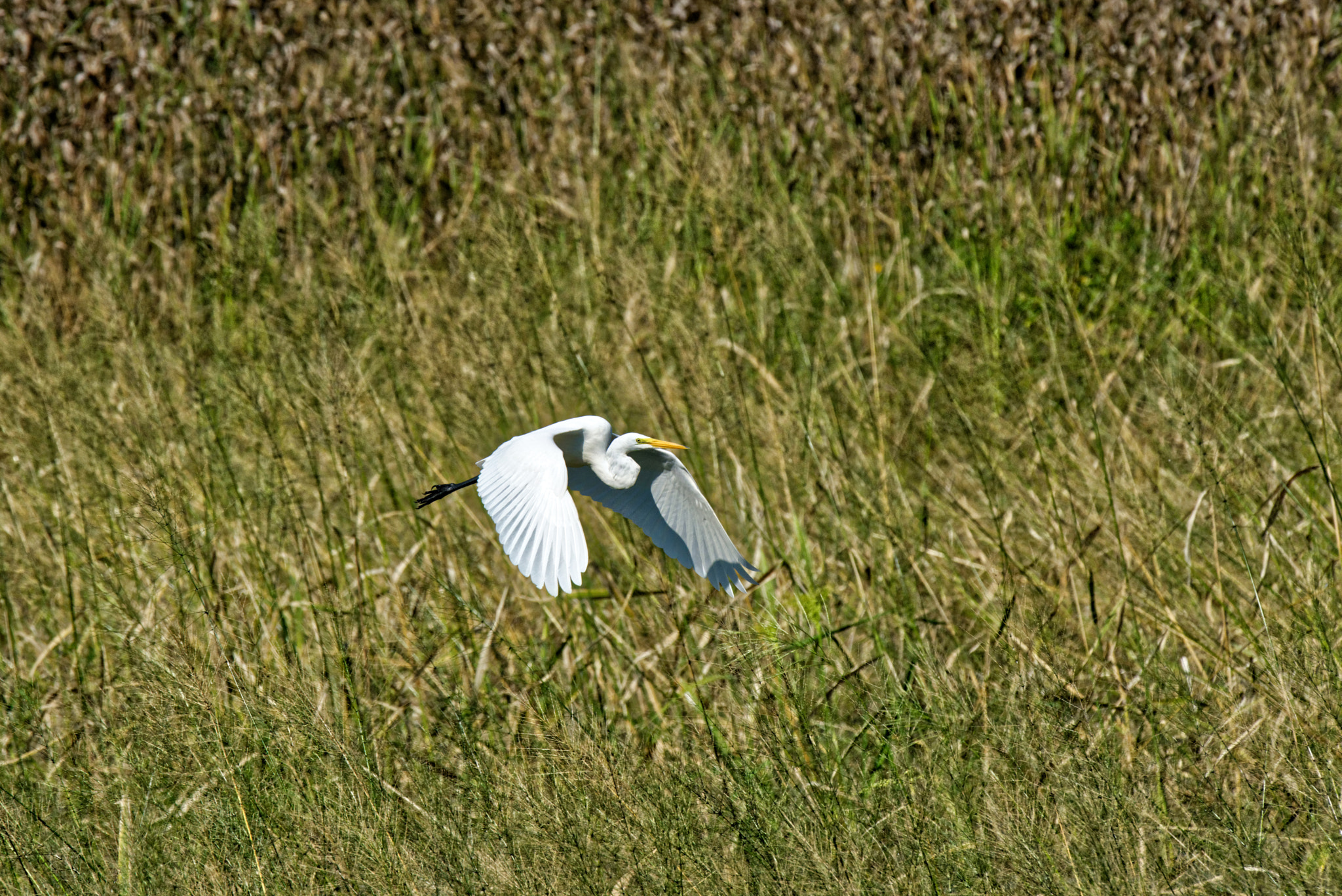 Nikon D800 + Nikon AF-S Nikkor 500mm F4G ED VR sample photo. Egret in flight photography