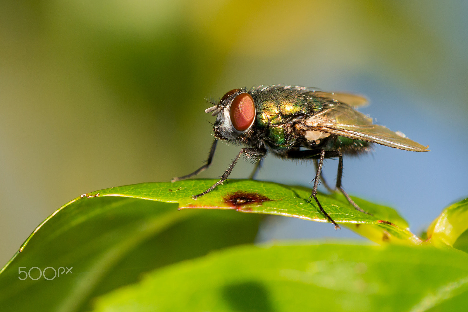 Sigma APO Macro 150mm f/2.8 EX DG HSM sample photo. Sunbathing photography