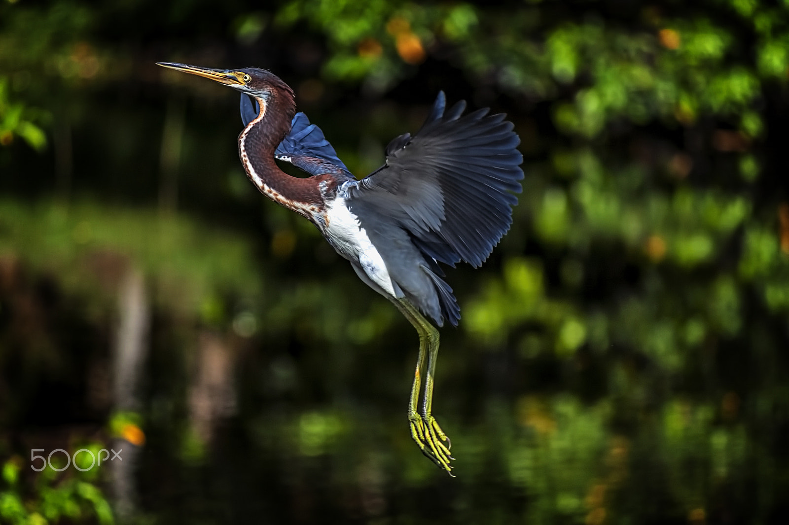 Canon EF-S 55-250mm F4-5.6 IS sample photo. Floating photography
