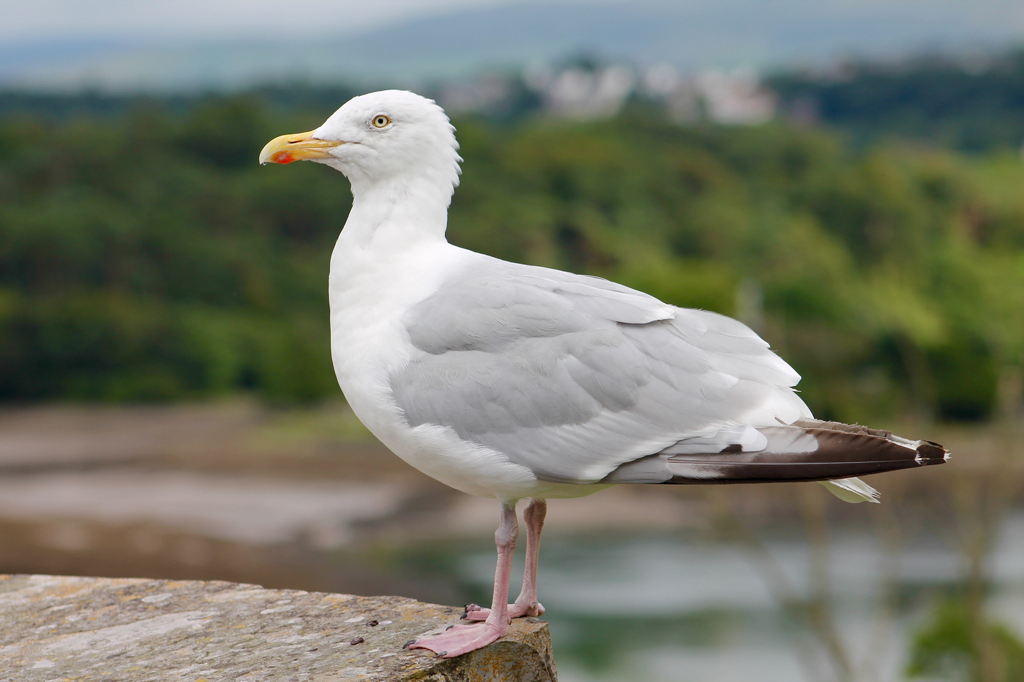 Canon EF75-300mm f/4-5.6 sample photo. Is this pose ok? photography