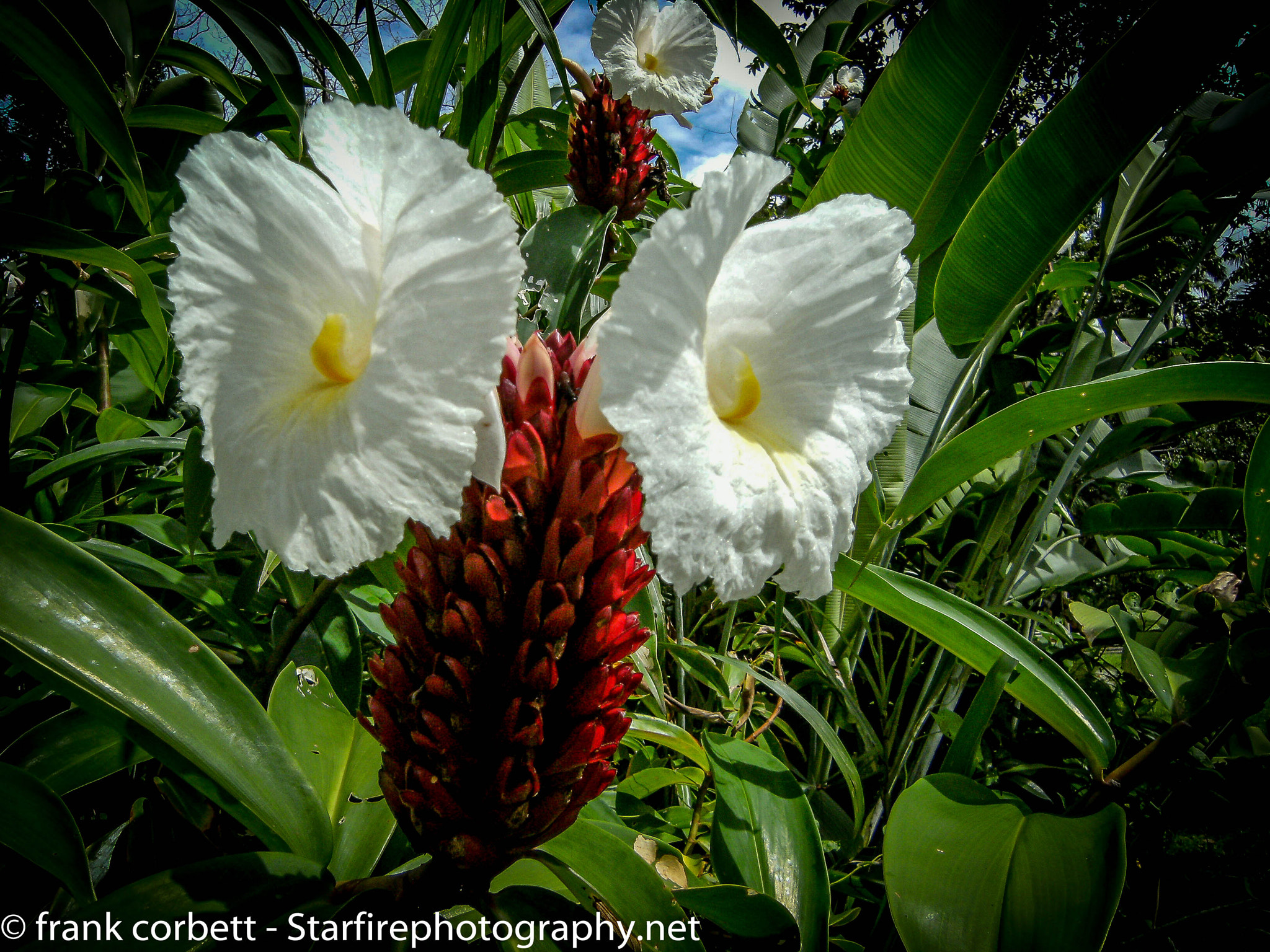 Fujifilm FinePix F480 sample photo. Garden flowers photography
