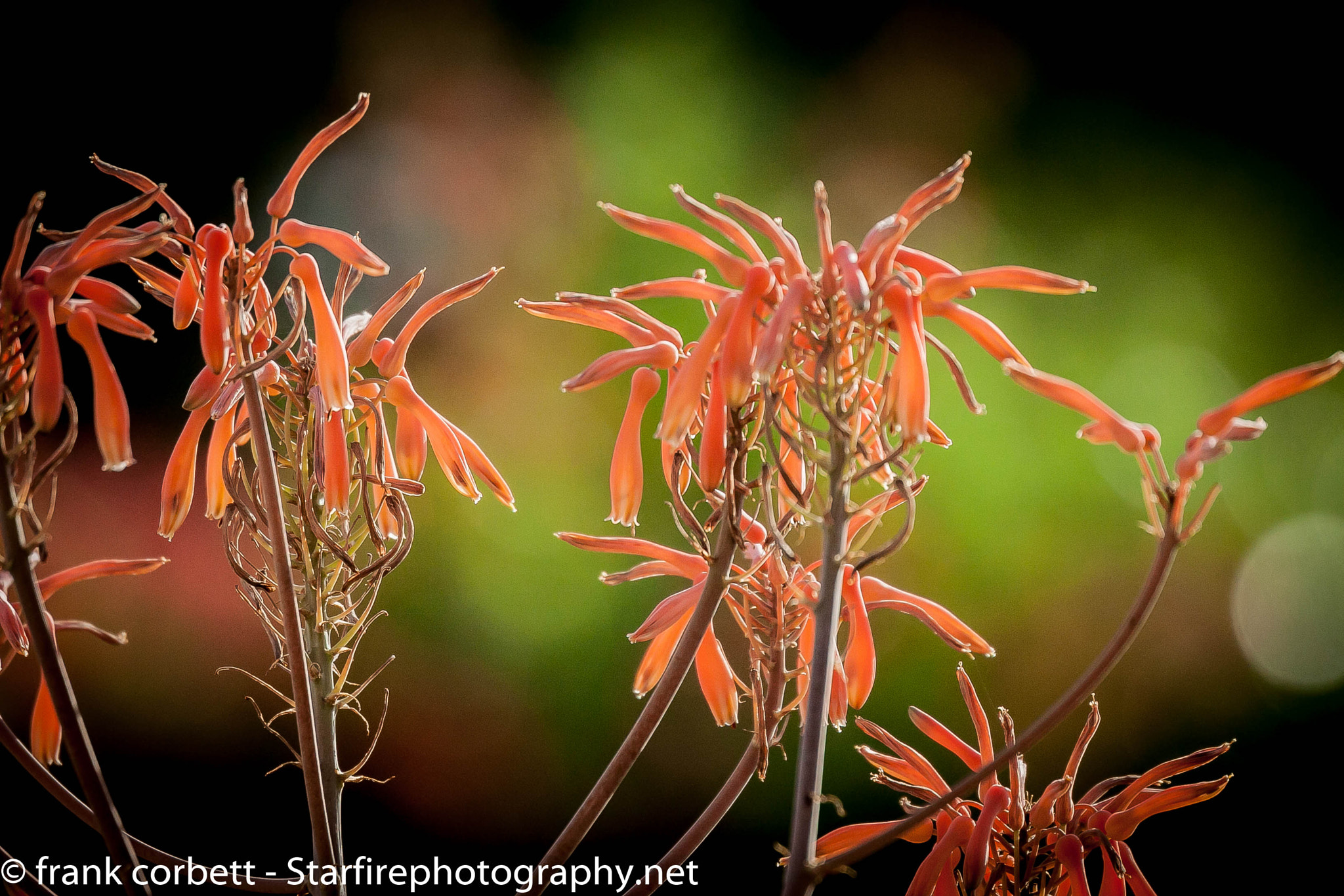 Canon EOS 50D sample photo. Garden flowers photography