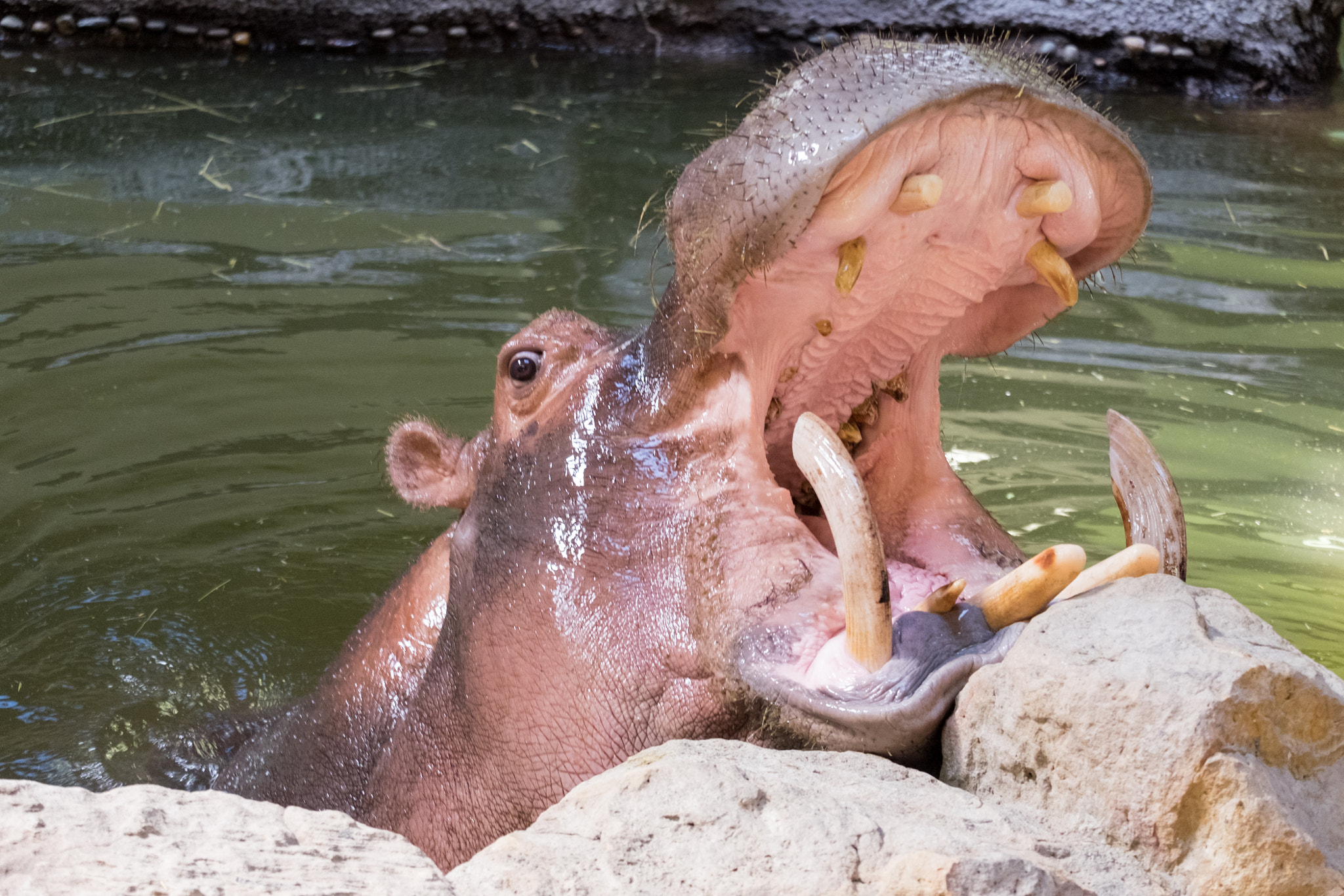 Fujifilm X-T10 + Fujifilm XC 50-230mm F4.5-6.7 OIS II sample photo. Hungry hungry hippo photography