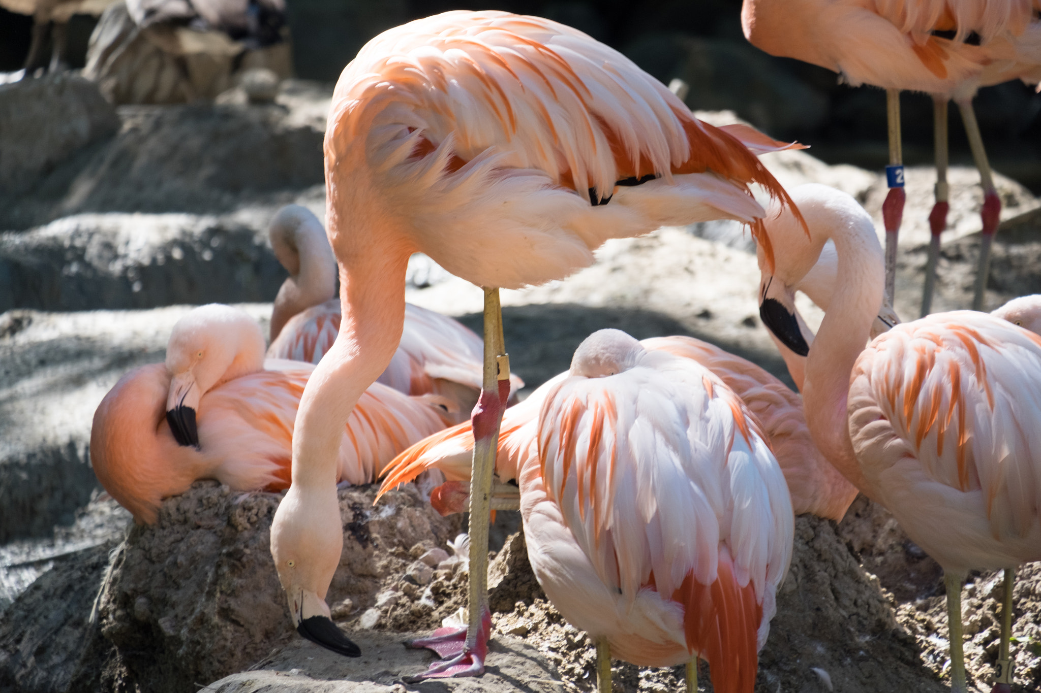 Fujifilm X-T10 + Fujifilm XC 50-230mm F4.5-6.7 OIS II sample photo. Flock of flamingos photography