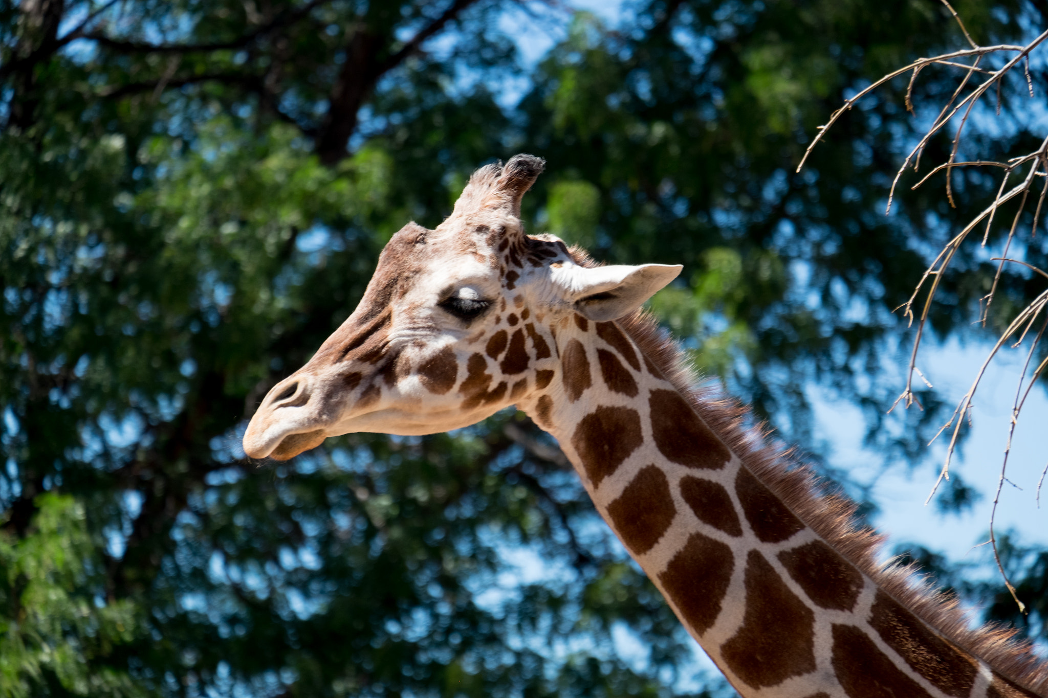 Fujifilm X-T10 + Fujifilm XC 50-230mm F4.5-6.7 OIS II sample photo. Giraffe, lost in thought photography