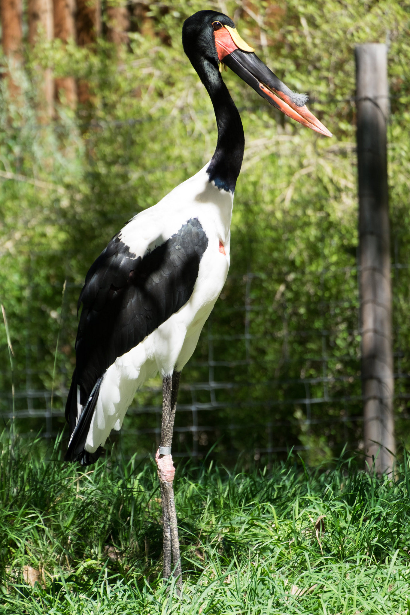 Fujifilm X-T10 + Fujifilm XC 50-230mm F4.5-6.7 OIS II sample photo. Standing stork photography