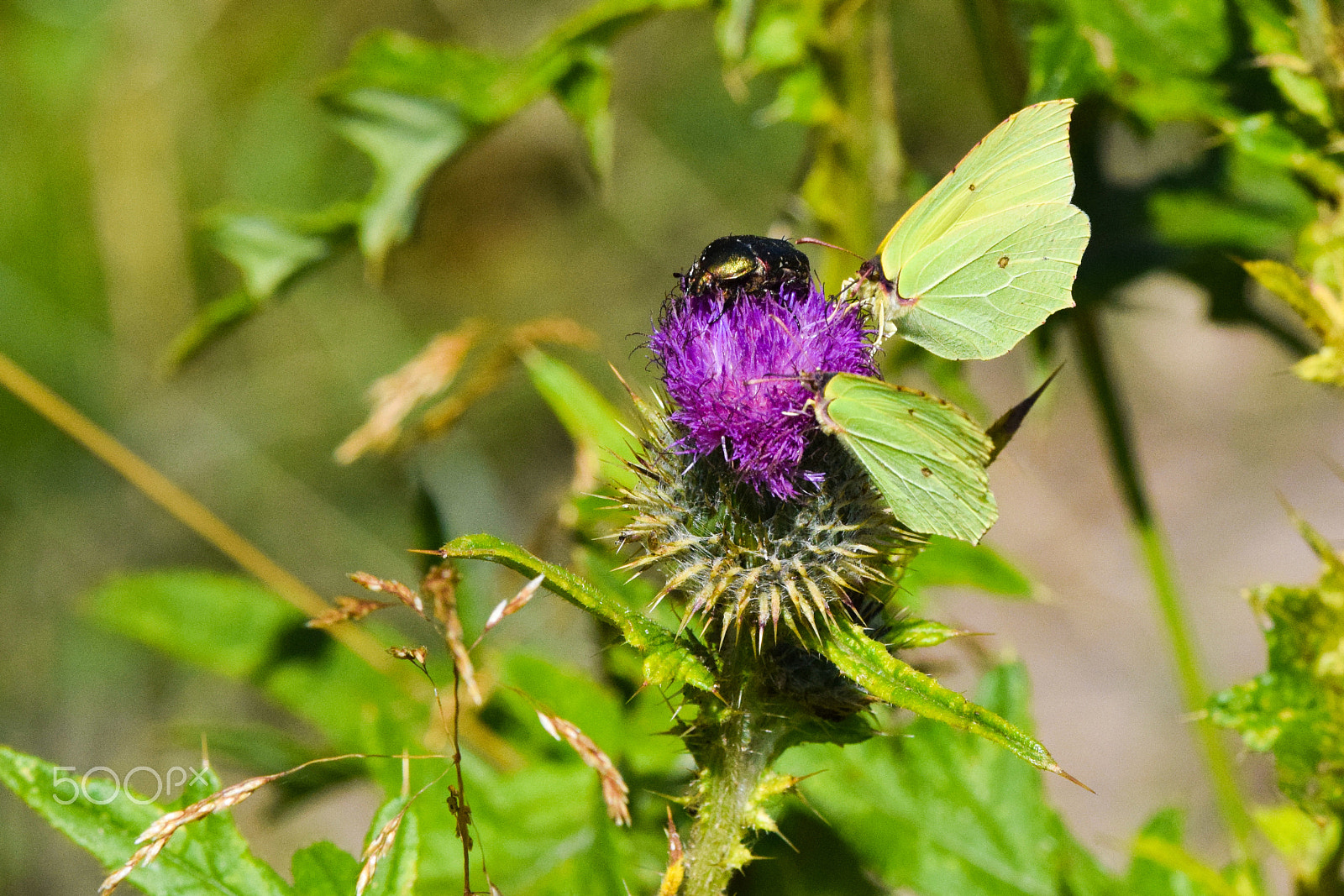 Tamron SP 150-600mm F5-6.3 Di VC USD sample photo. A duo of brimstone butterflies (gonepteryx rhamni) and one bug trying to share a flower bud. photography