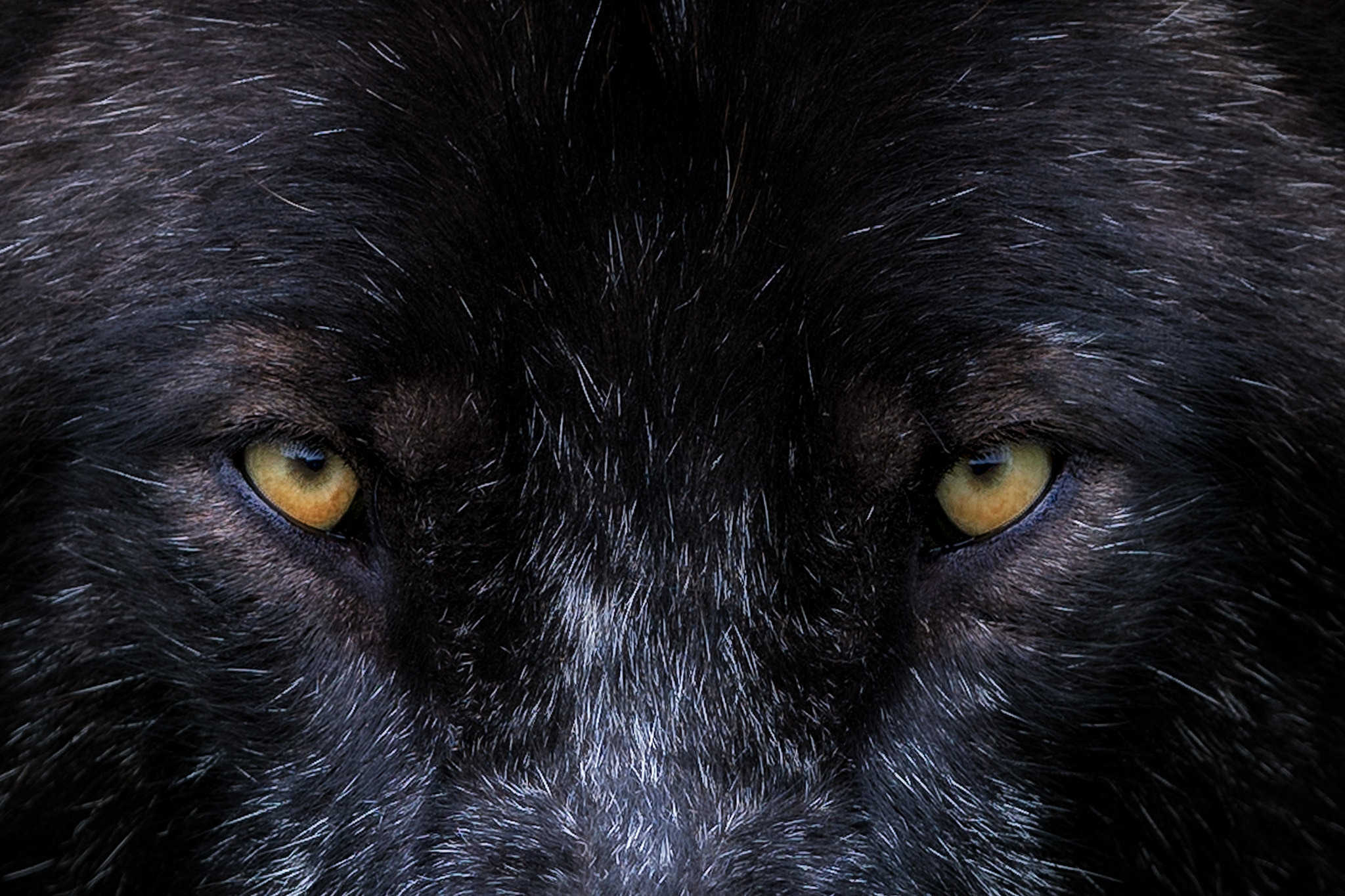 Canon EF 300mm F2.8L IS II USM sample photo. Timbers eyes photography