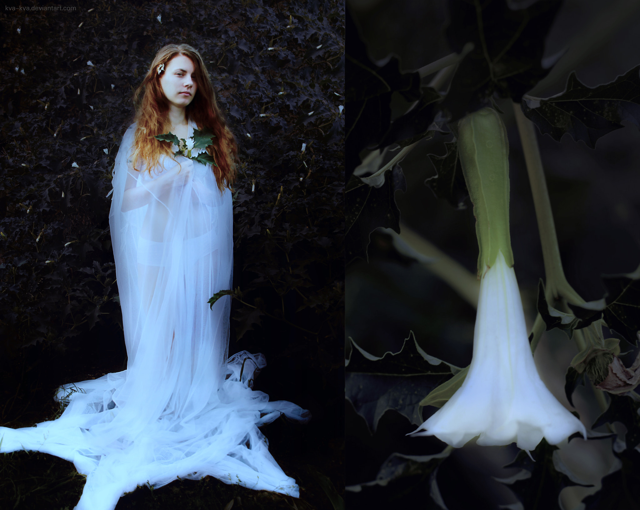 Canon EOS 600D (Rebel EOS T3i / EOS Kiss X5) + Canon TS-E 90mm F2.8 Tilt-Shift sample photo. Botany series - white - datura stramonium photography