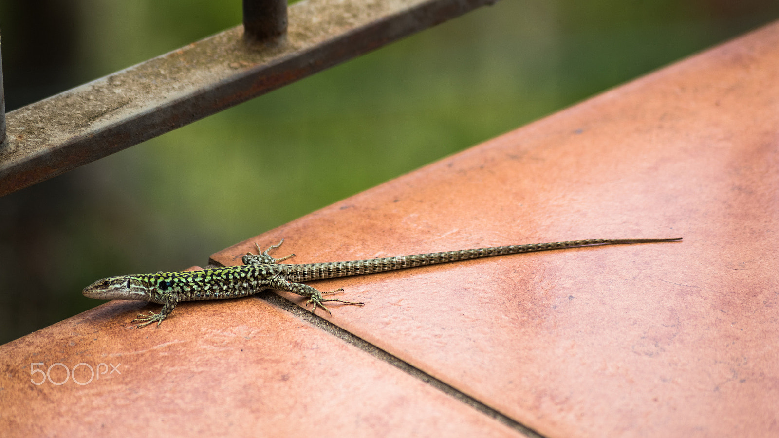 Canon EOS 7D Mark II + Sigma 55-200mm f/4-5.6 DC sample photo. Lizard photography