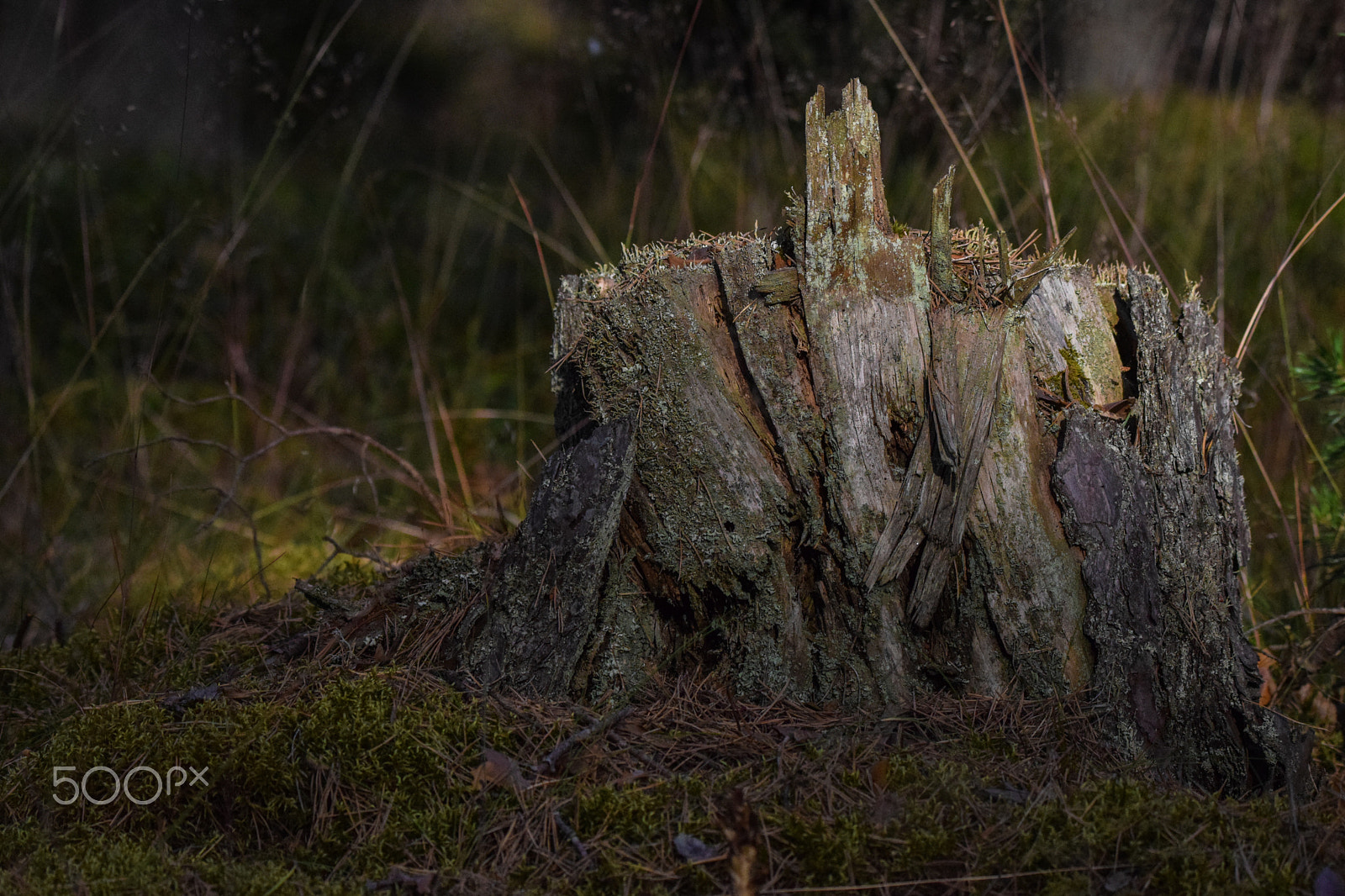 Tamron SP 150-600mm F5-6.3 Di VC USD sample photo. A quiet forest sunset photography