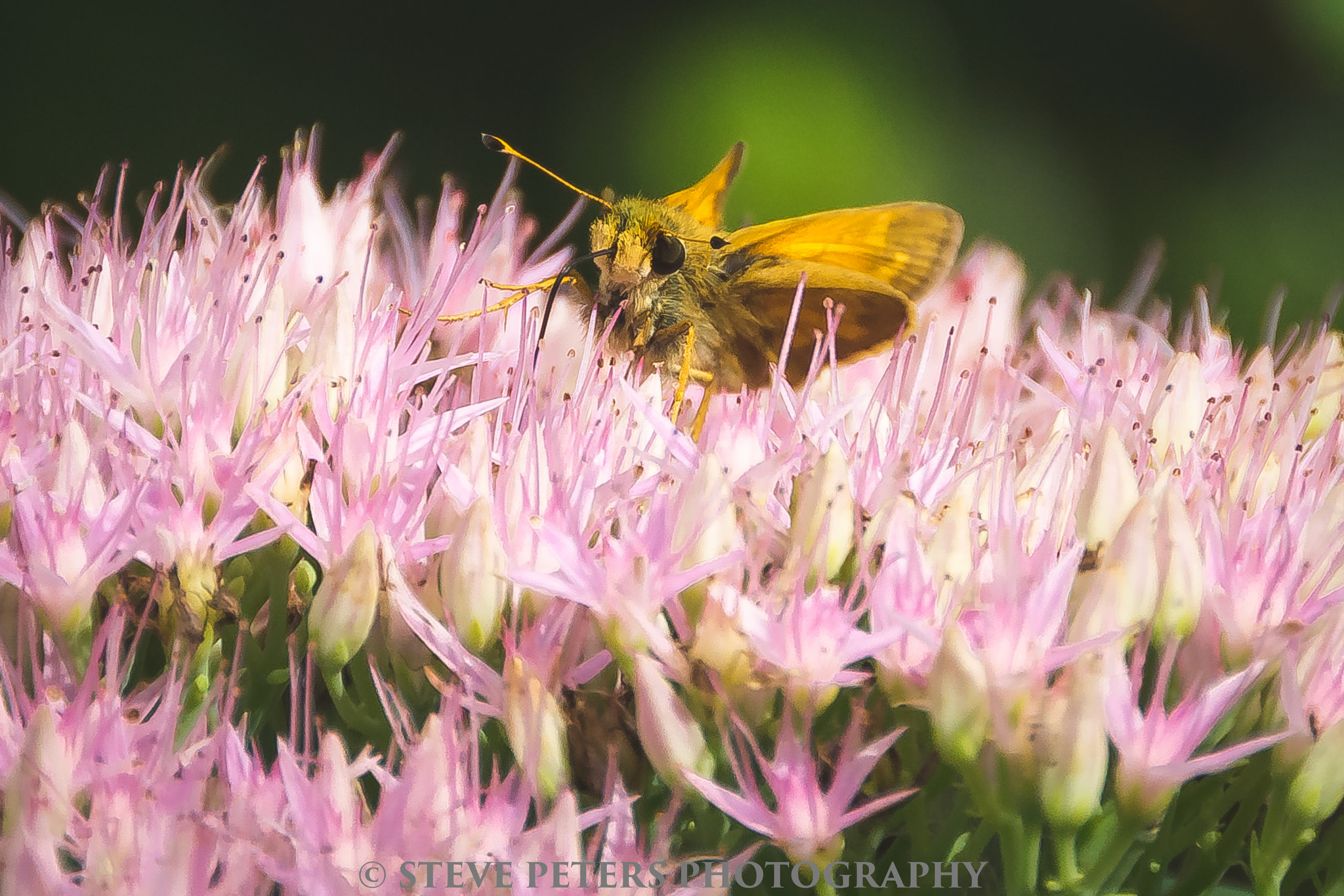 Sigma 18-250mm F3.5-6.3 DC OS HSM sample photo. Moth photography