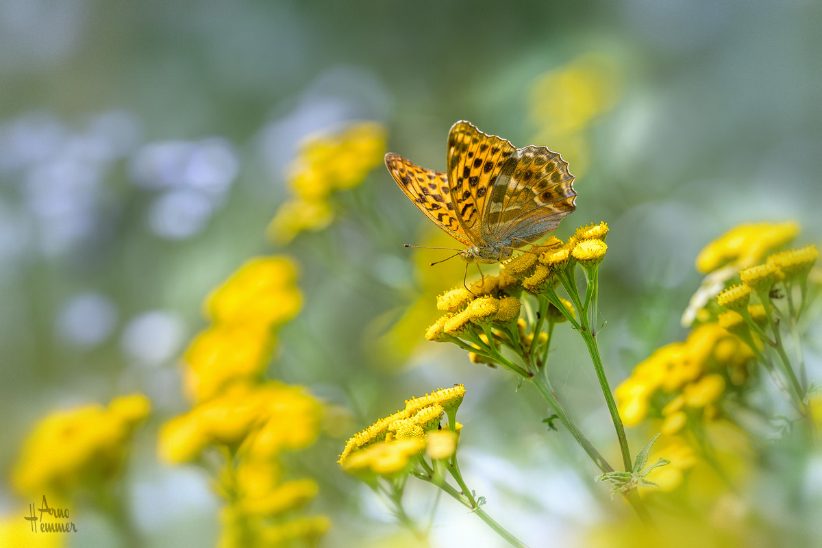 Sigma 150mm F2.8 EX DG OS Macro HSM sample photo. Yellow photography